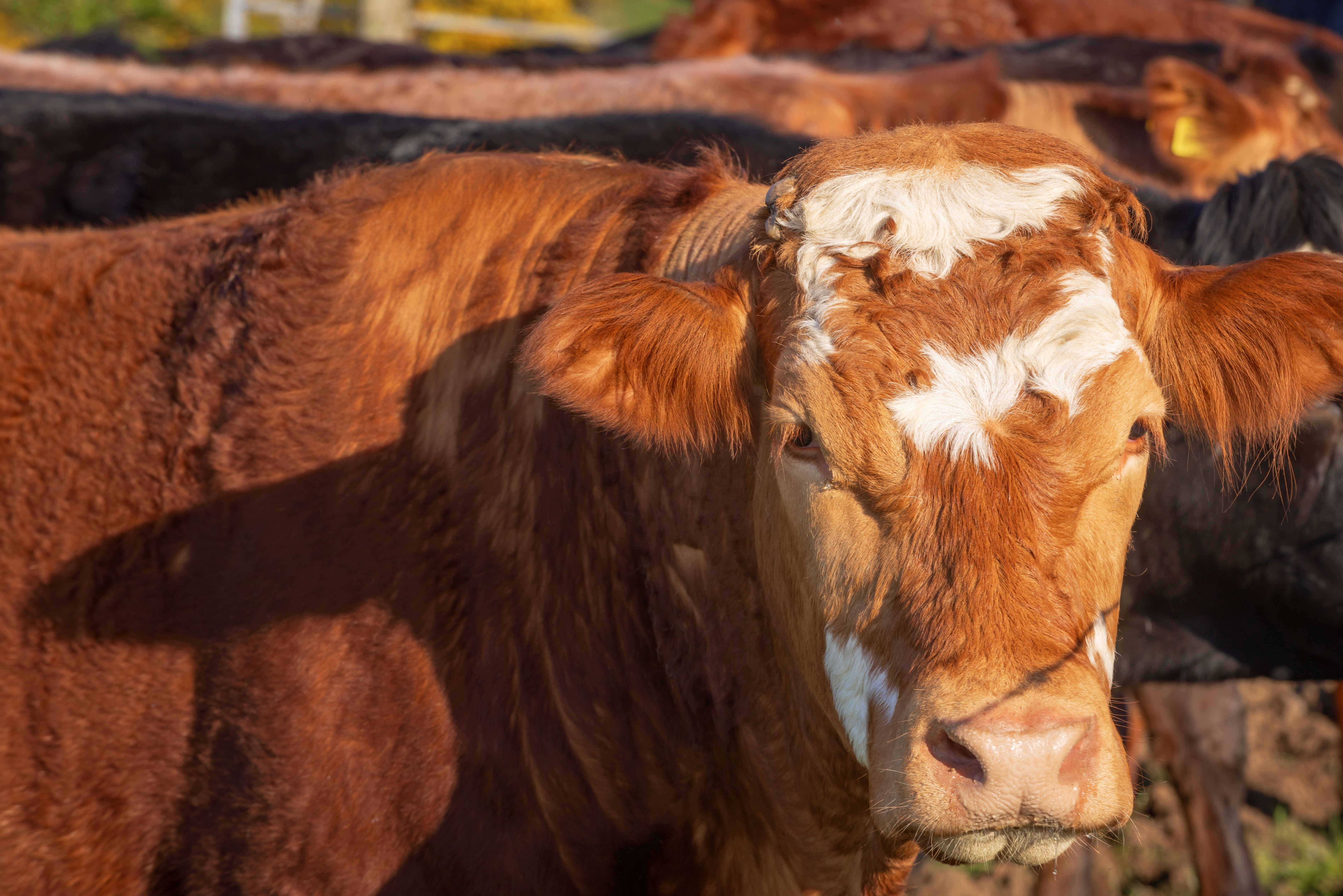 head of an Irish cow