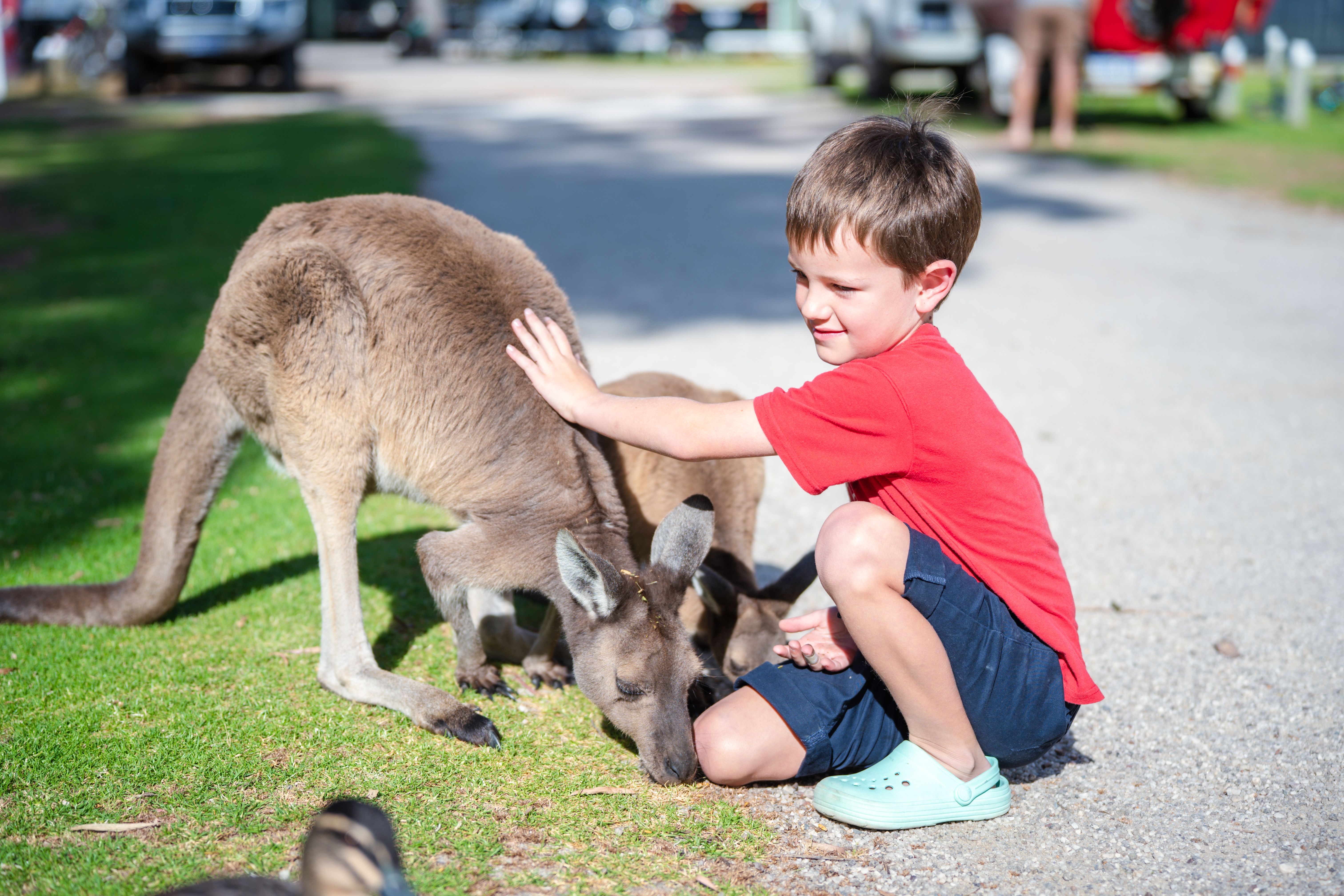 pet travel essentials