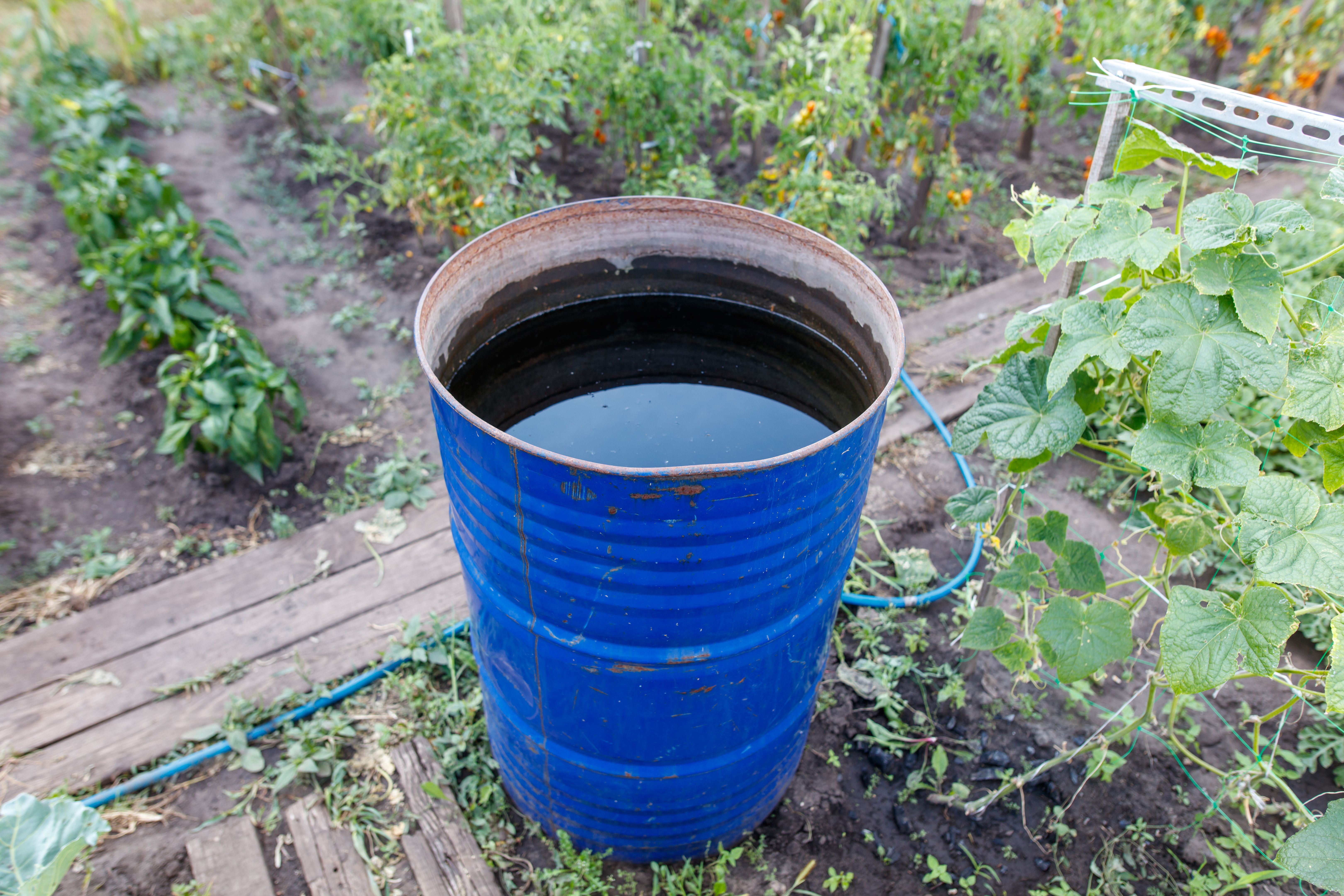A blue barrel with water in it is sitting in a garden A blue barrel with water in it is sitting in a garden