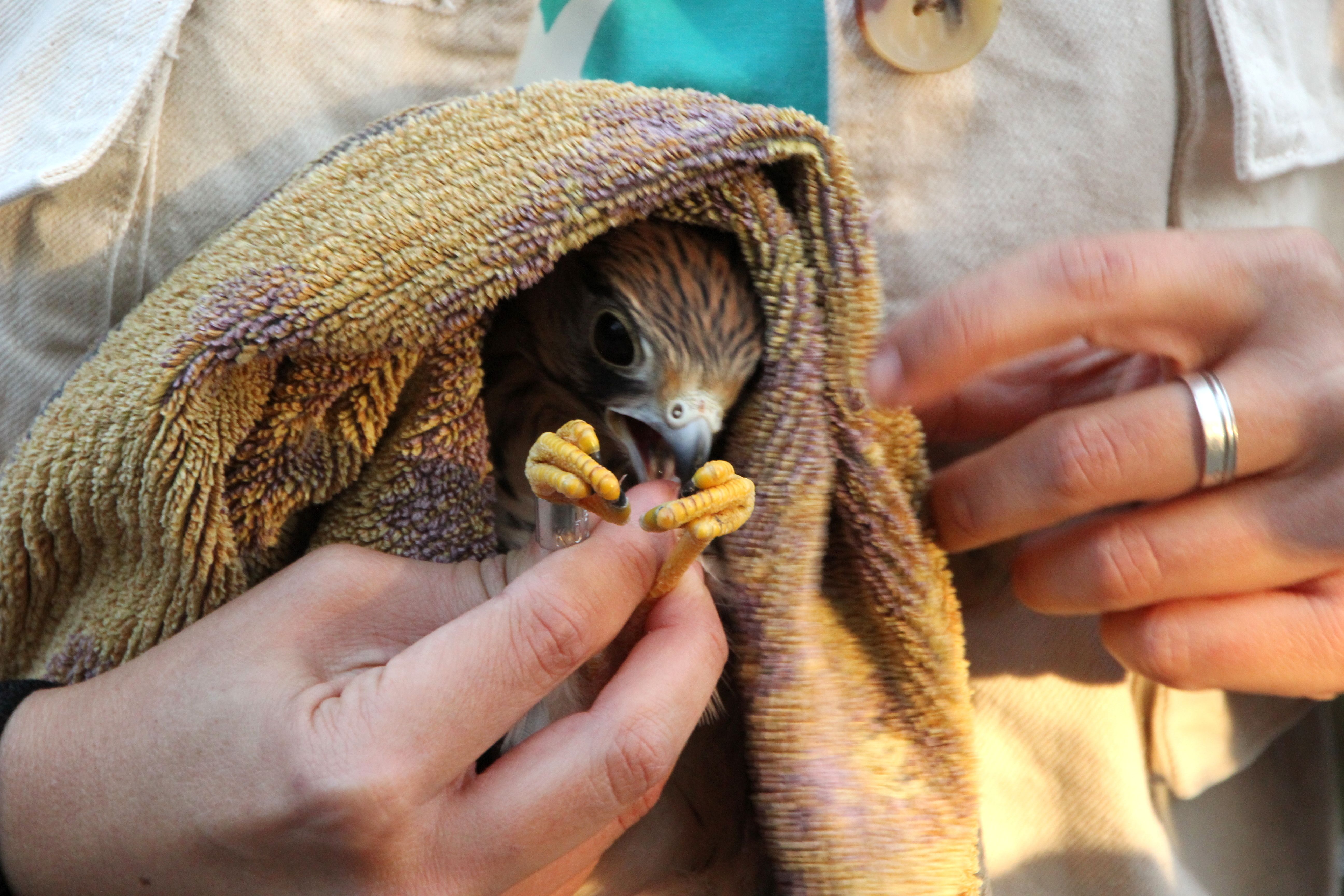 bird rescue