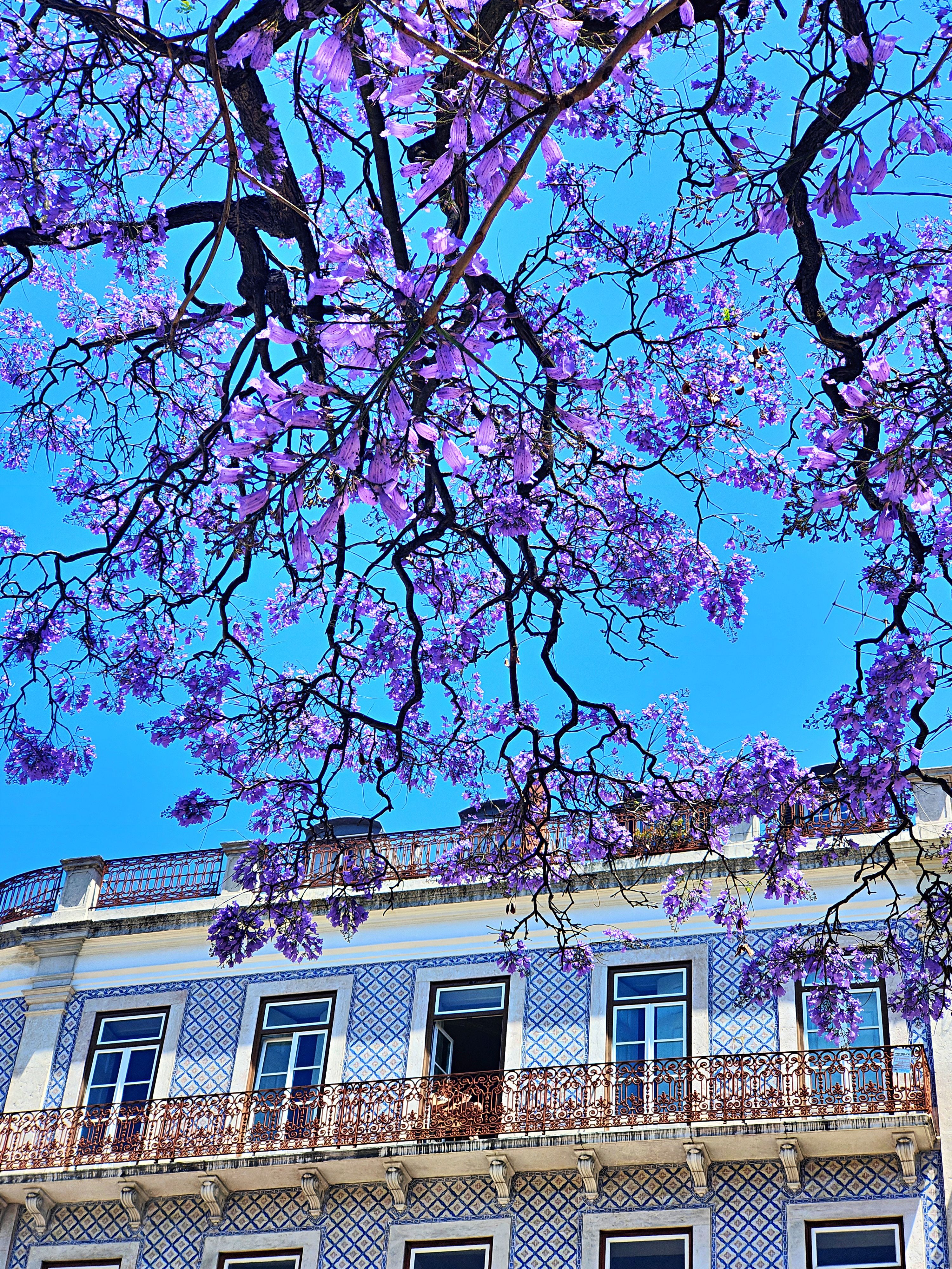 spring lisbon
