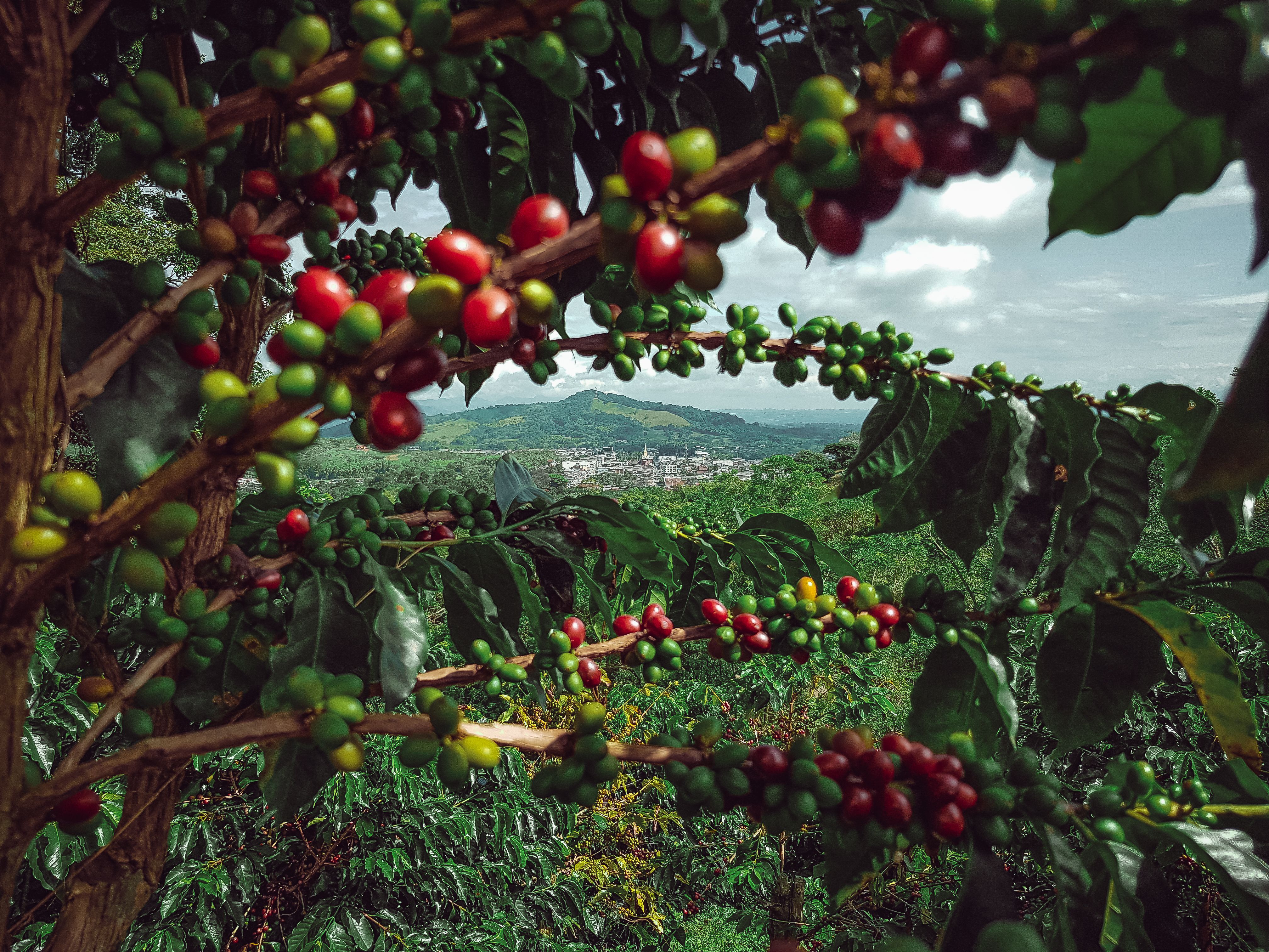 sustainable coffee farm
