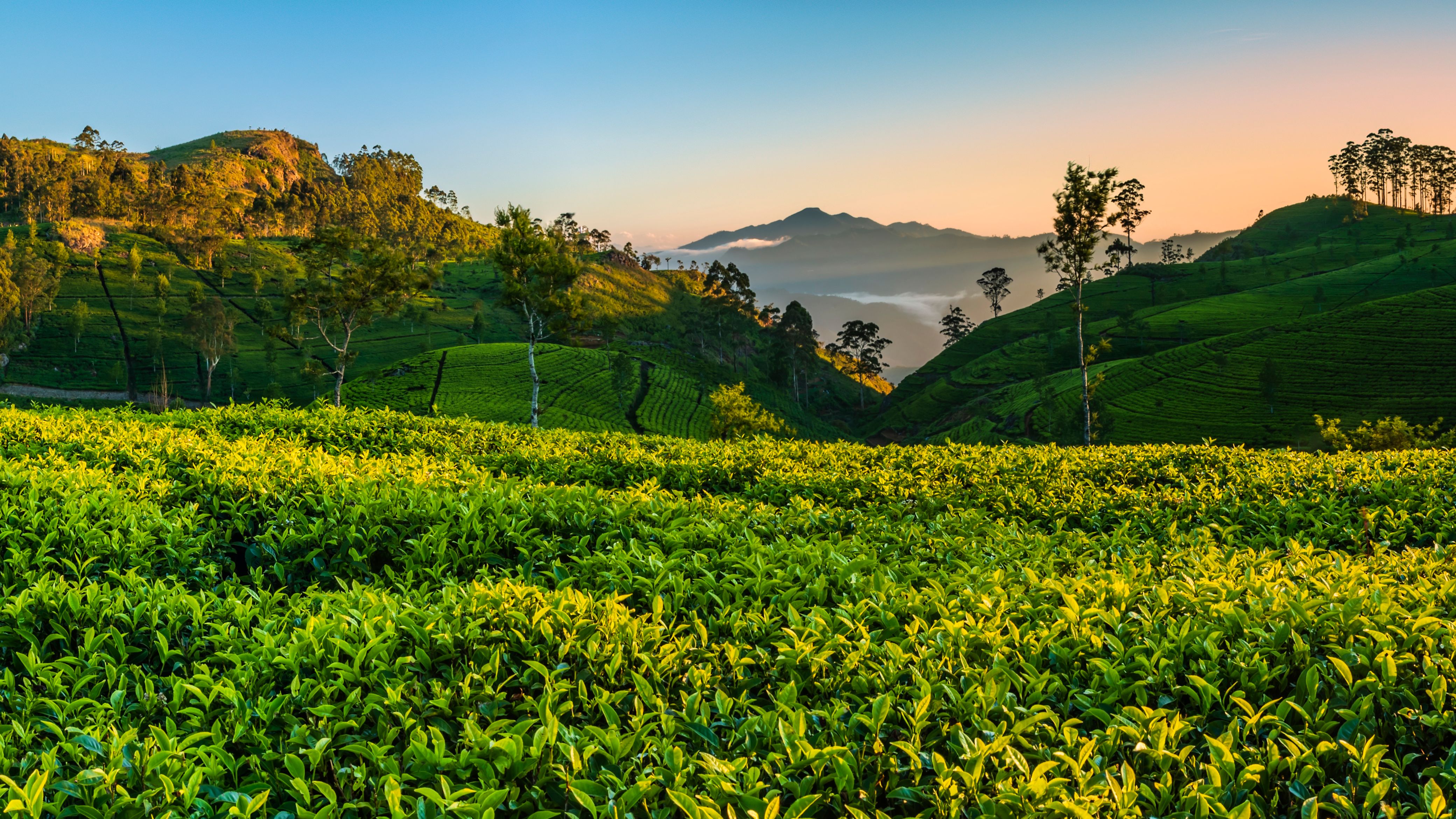 sustainable tea plantation