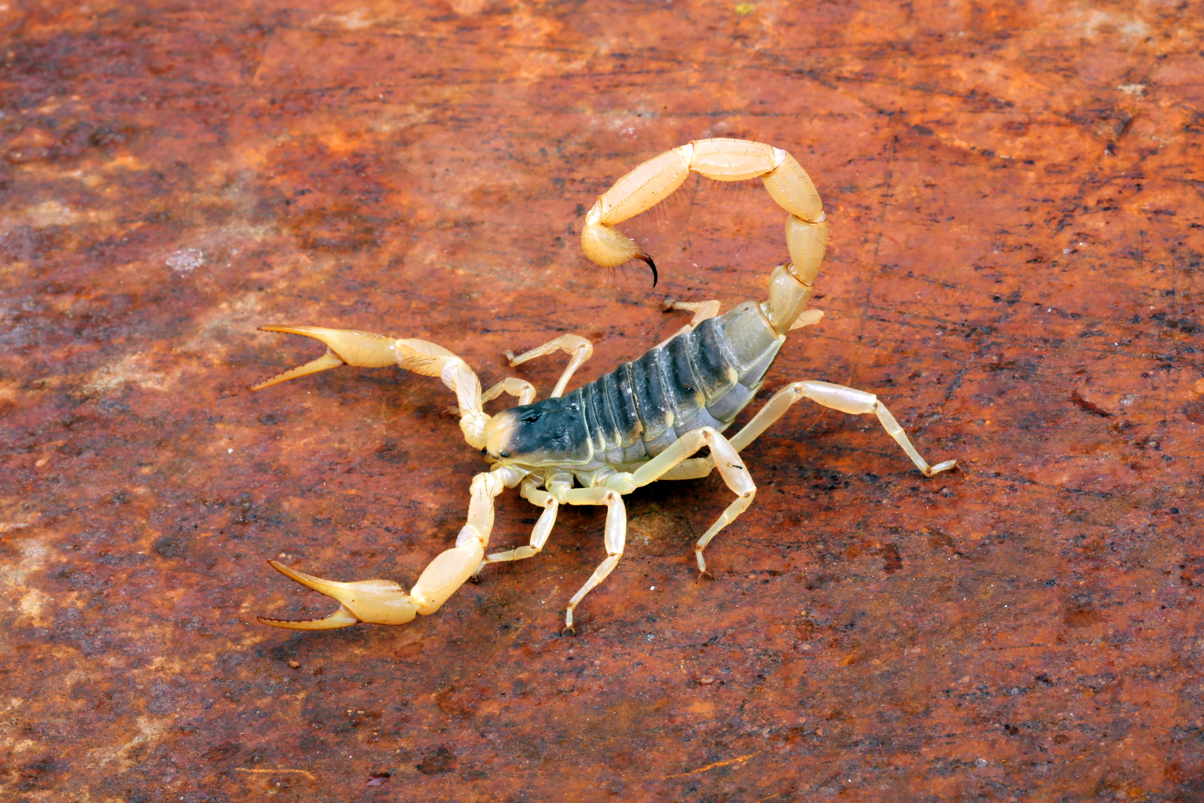 Scorpion indoors by the garden. Poisonous animal in the home interior. Careful, need for detection. Scorpion indoors by the garden. Poisonous animal in the home interior. Careful, need for detection.