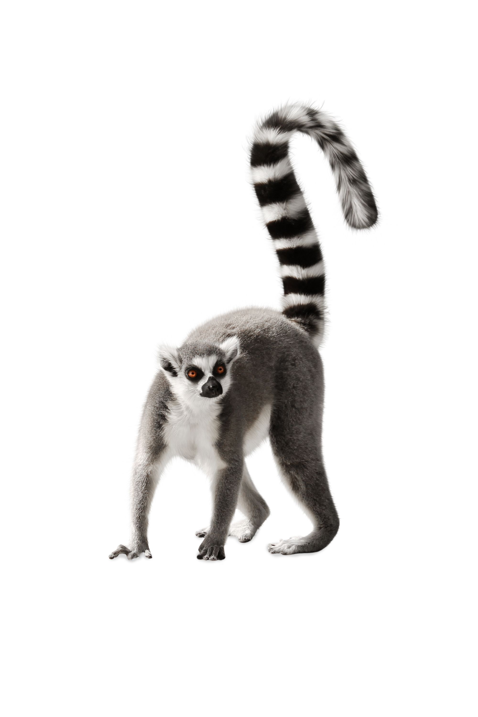 lemur