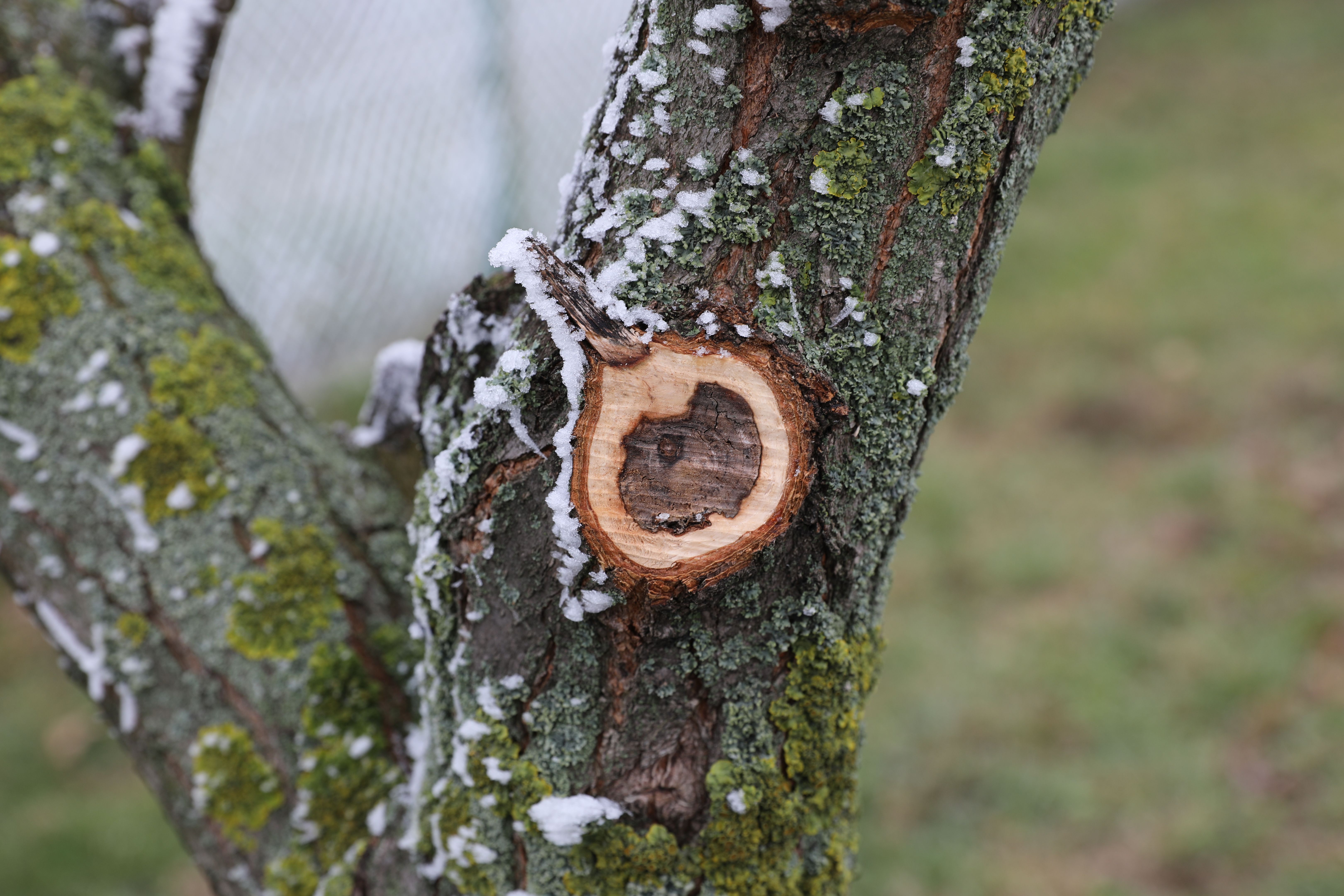 A Pruned Tree by the Roadside on a Winter Day with a Foggy Background A Pruned Tree by the Roadside on a Winter Day with a Foggy Background