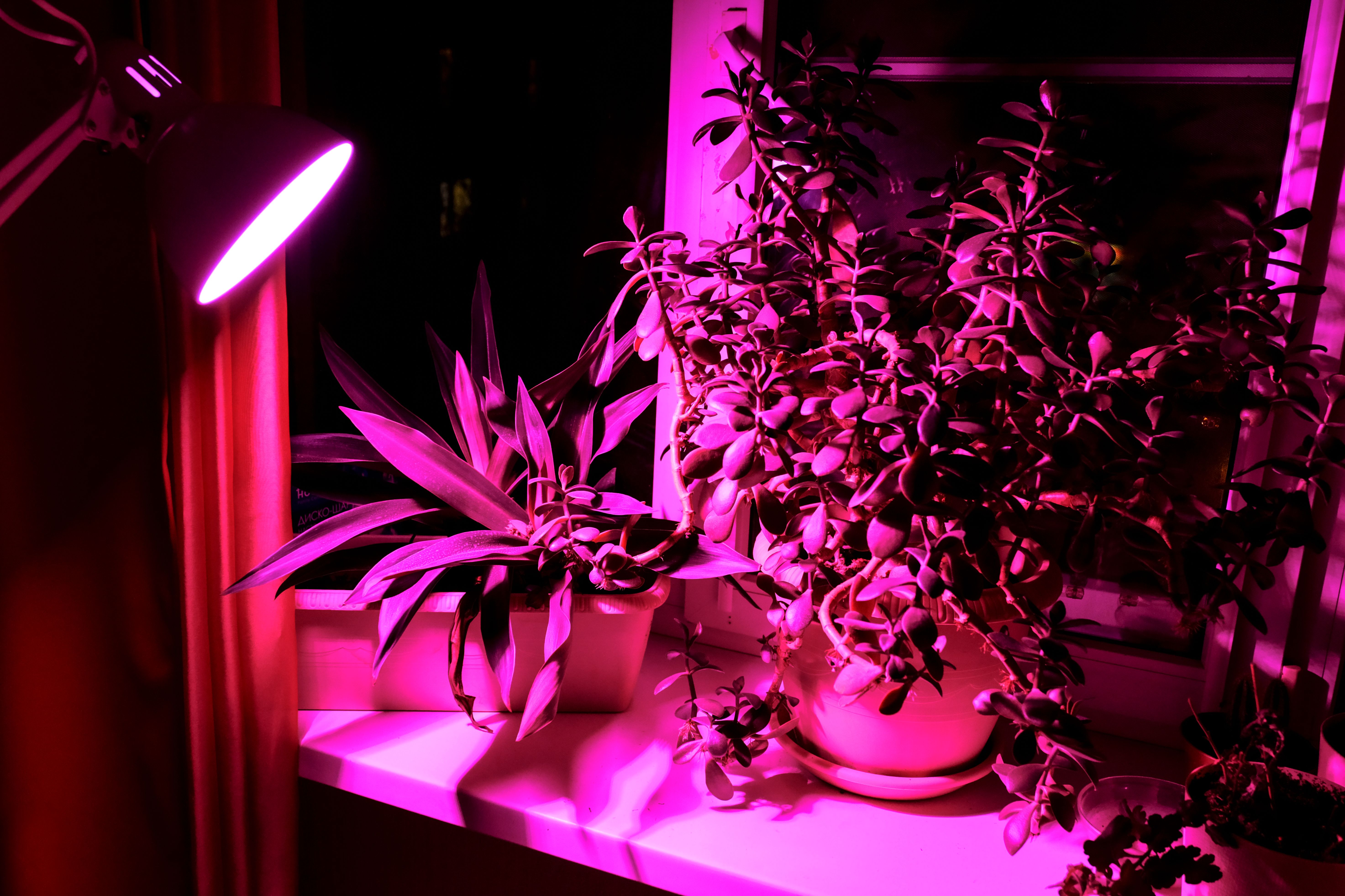 Indoor plant growing and pink LED lighting of phyto plants on an indoor windowsill. LED grow light