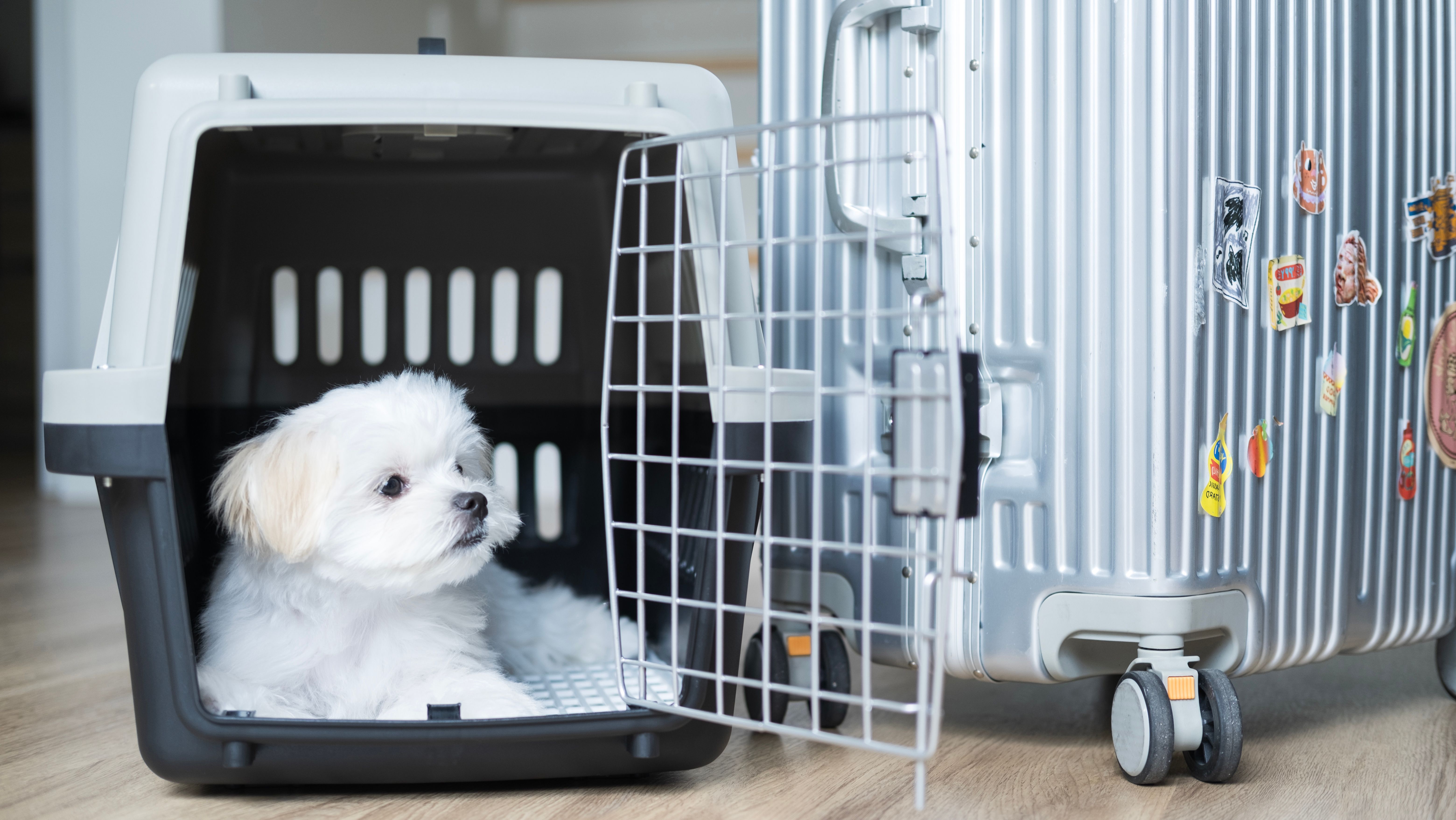 dog travel cage