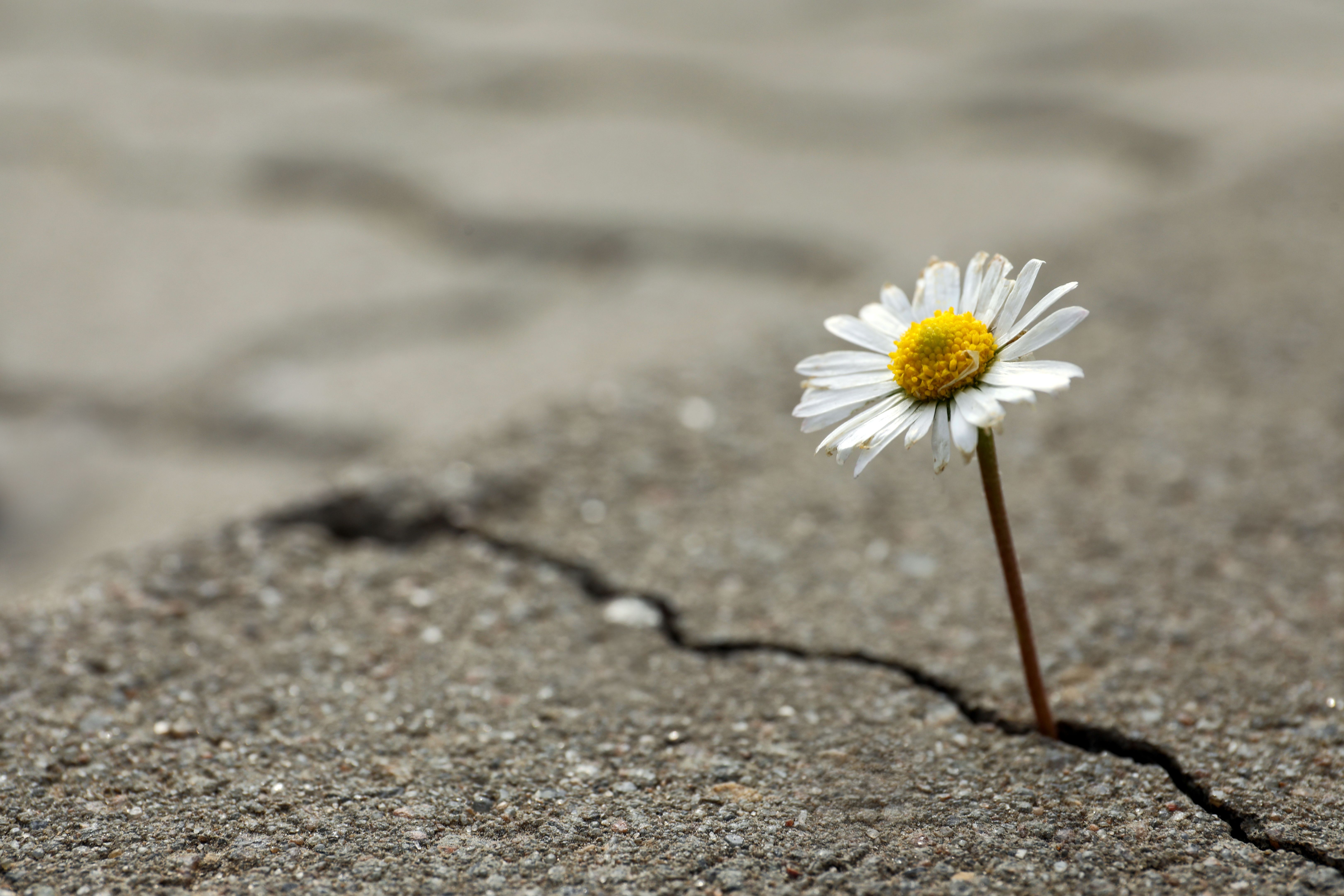 emotional resilience
