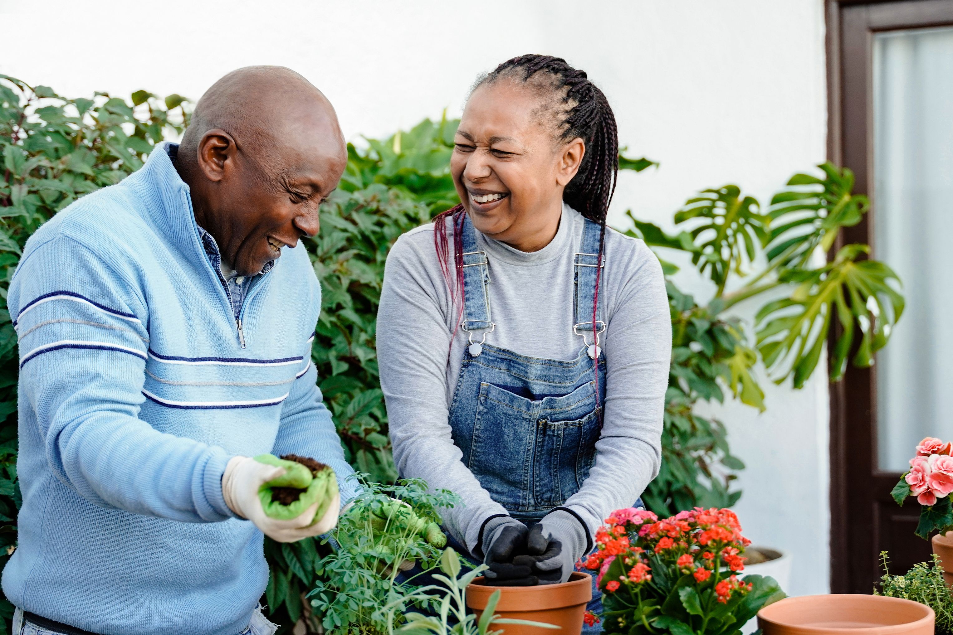 Happy farmer African senior couple gardening outdoor in home backyard terrace - Soft focus on center flower pot Happy farmer African senior couple gardening outdoor in home backyard terrace - Soft focus on center flower pot
