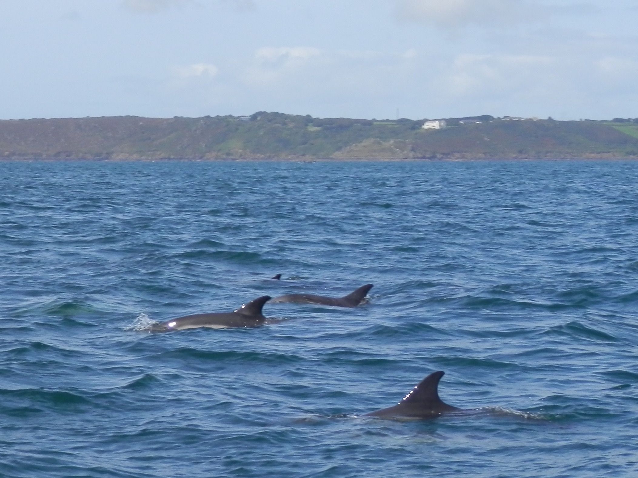 Dolphins in the  Carrick Roads