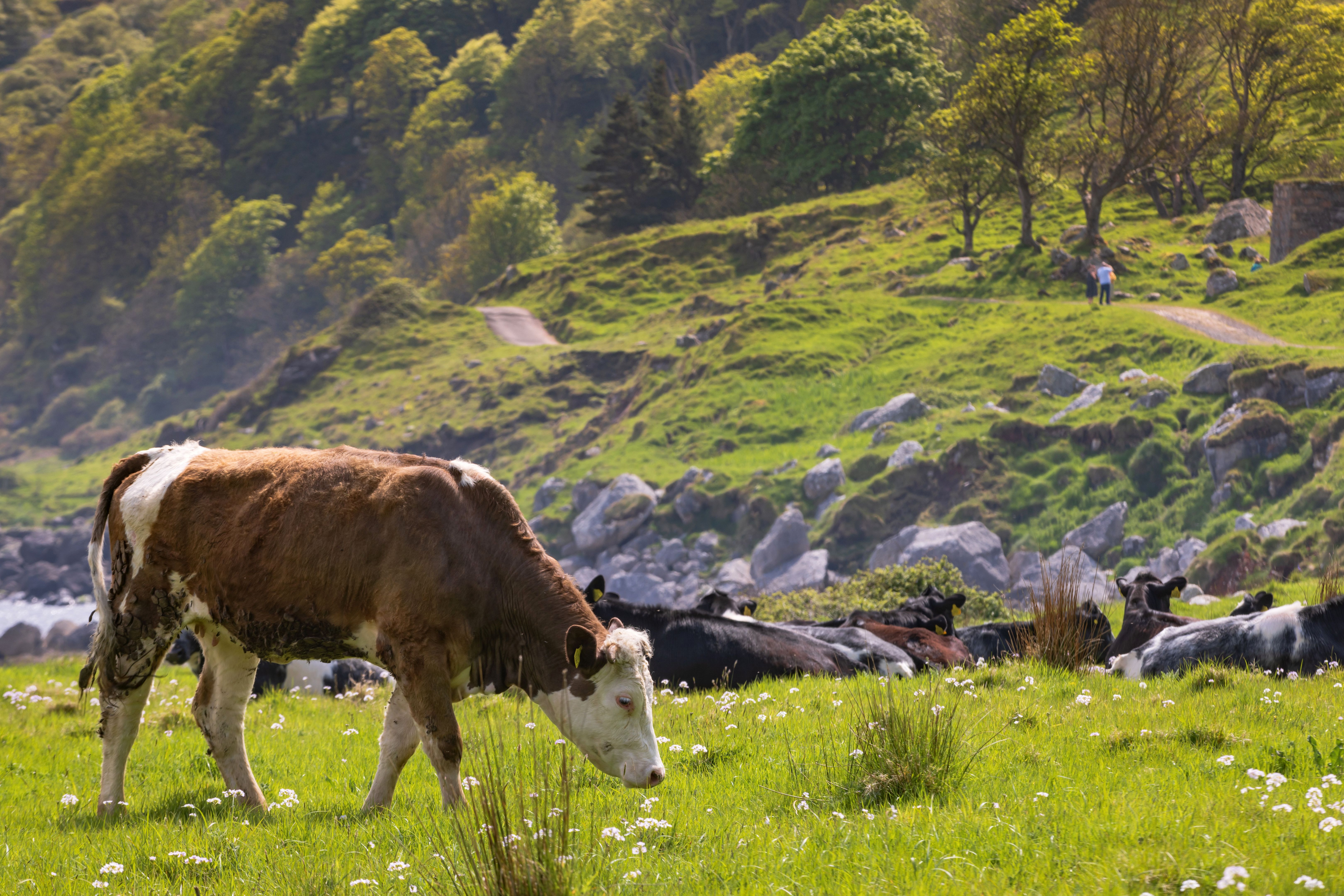coastal landscape at Murlough Bay, a bay on the north coast of Northern Ireland