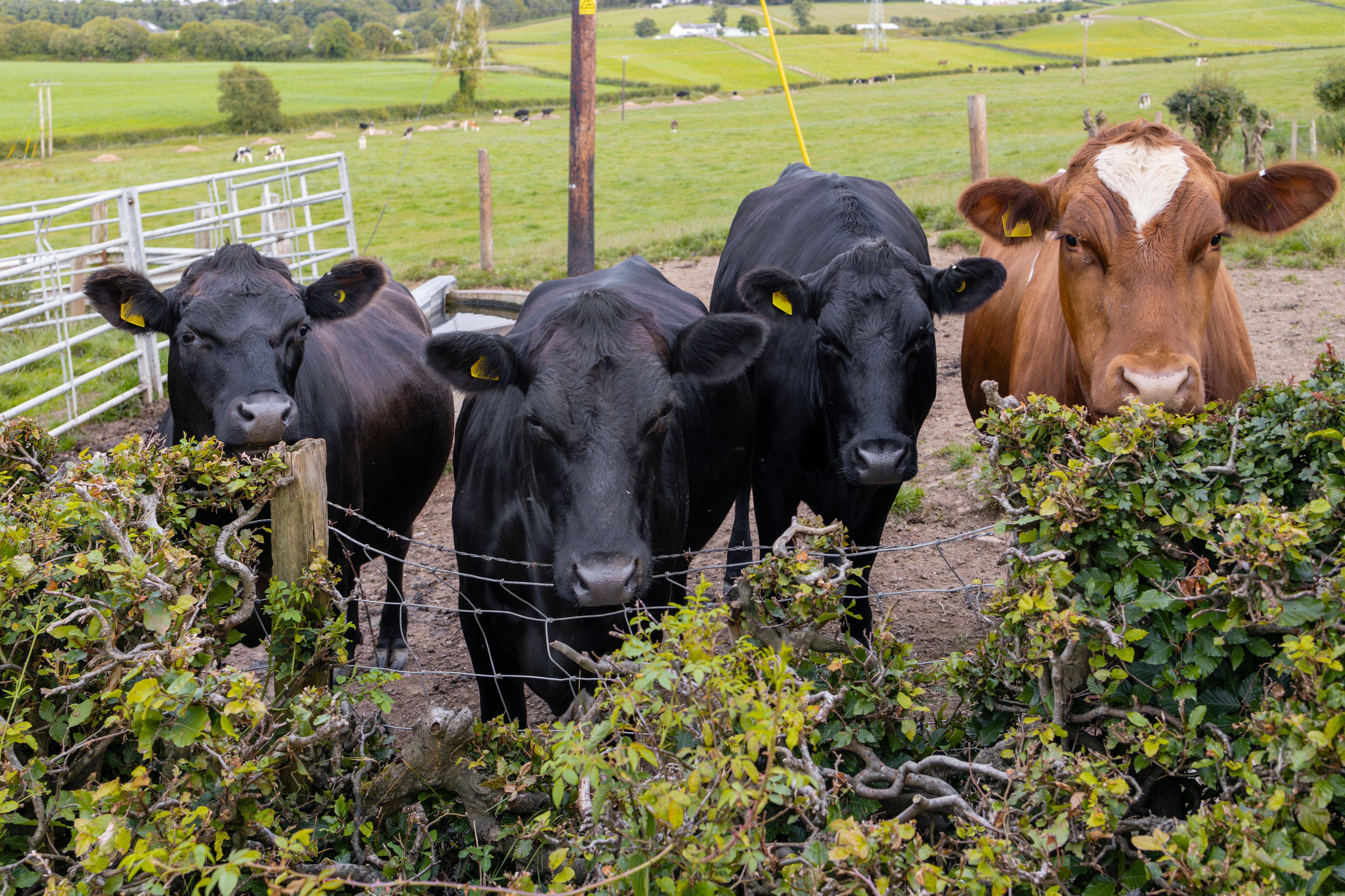 Four curious beef cattle investigate photographer standing at farm field fence Four curious beef cattle investigate photographer standing at farm field fence