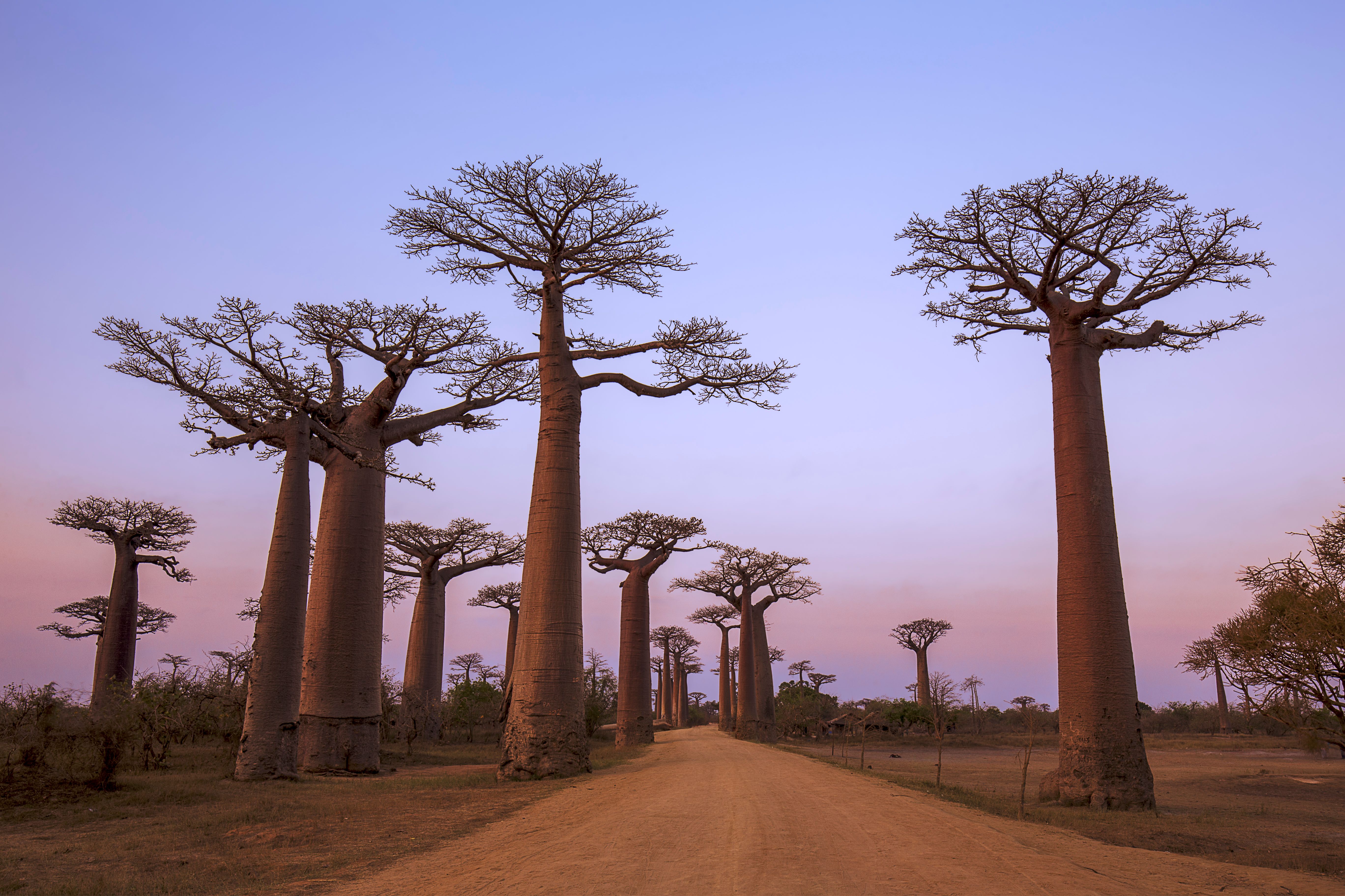 Baobab Avenue