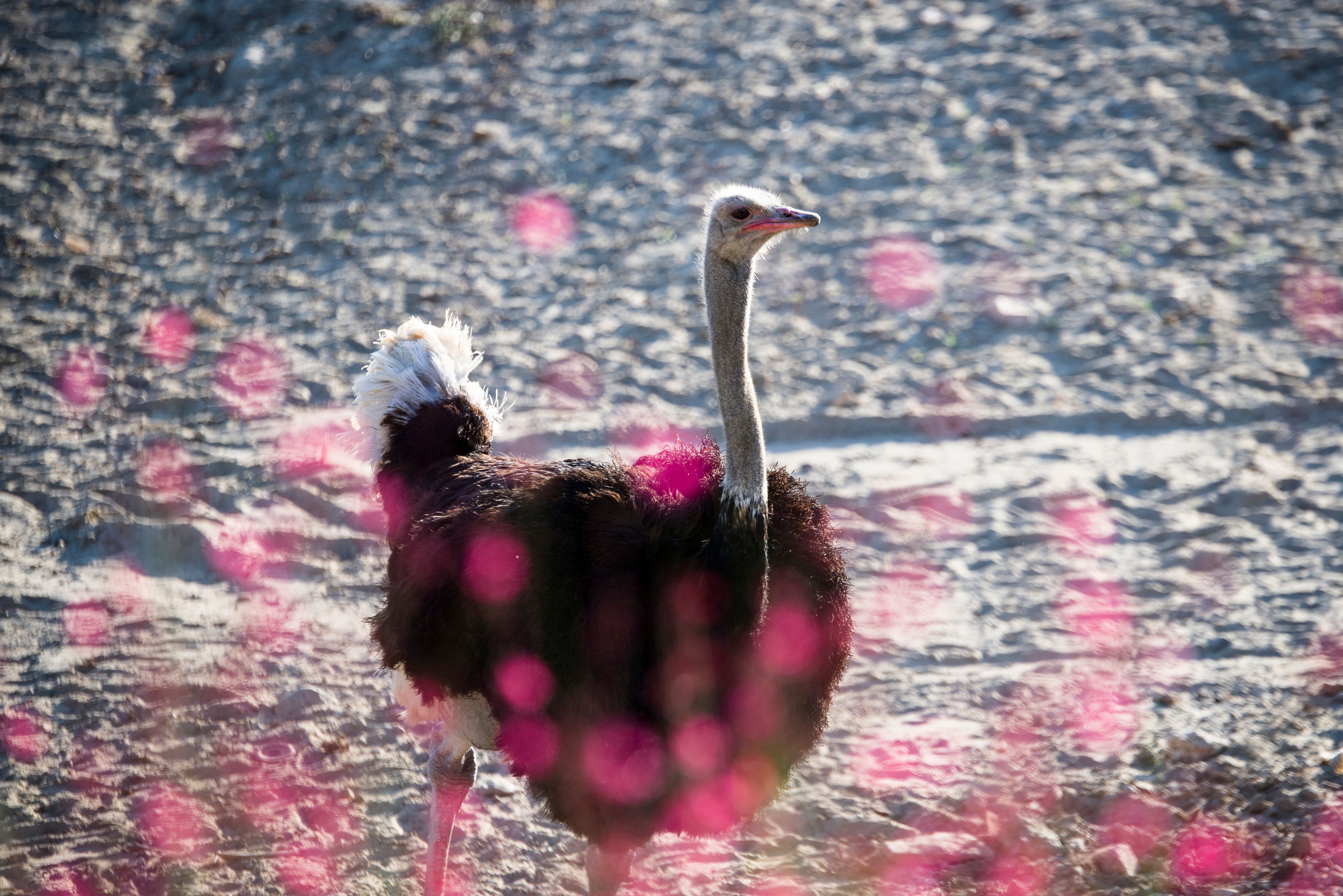 Ostrich with pink bokehs.