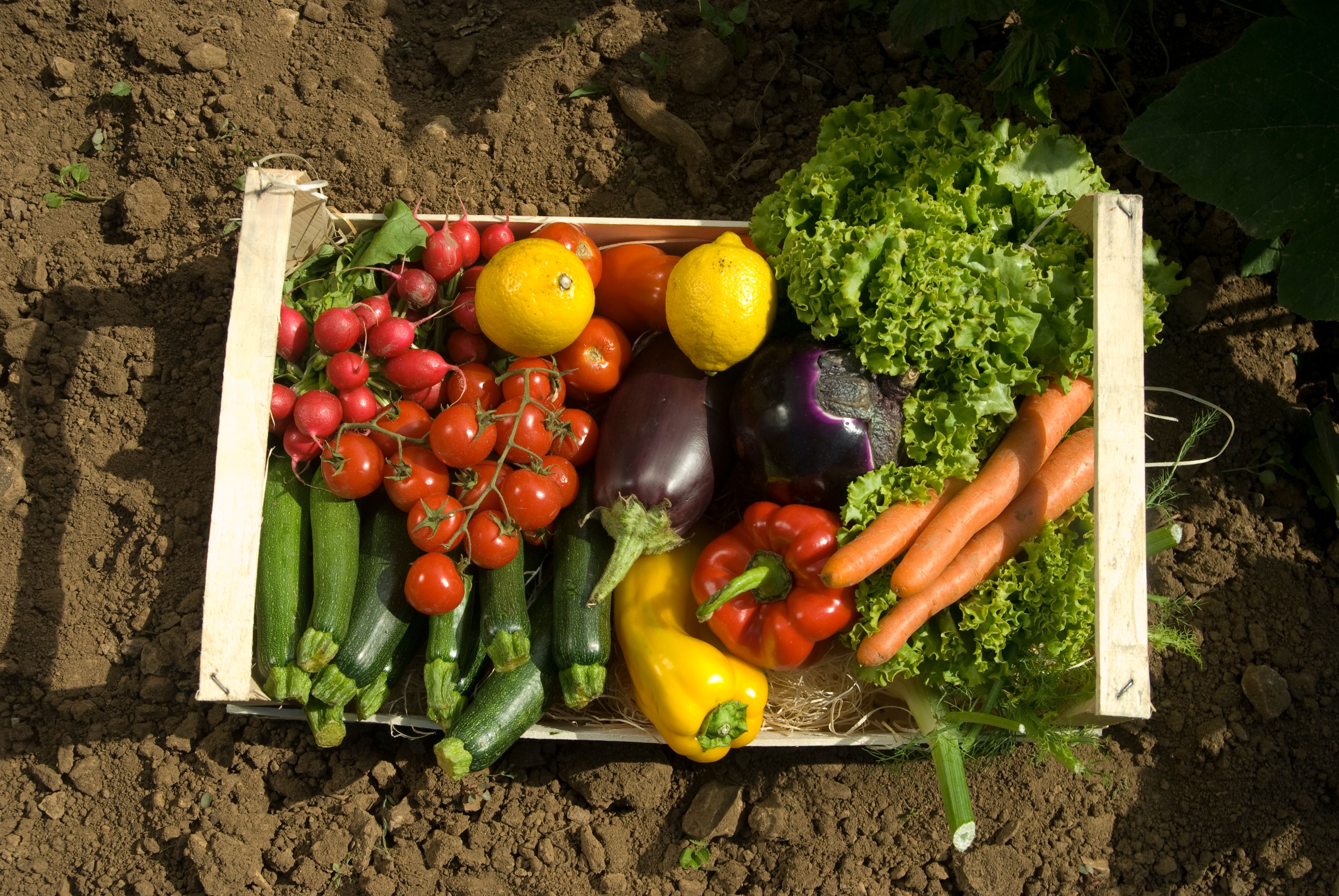 Top view of basket of freshly picked vegetables