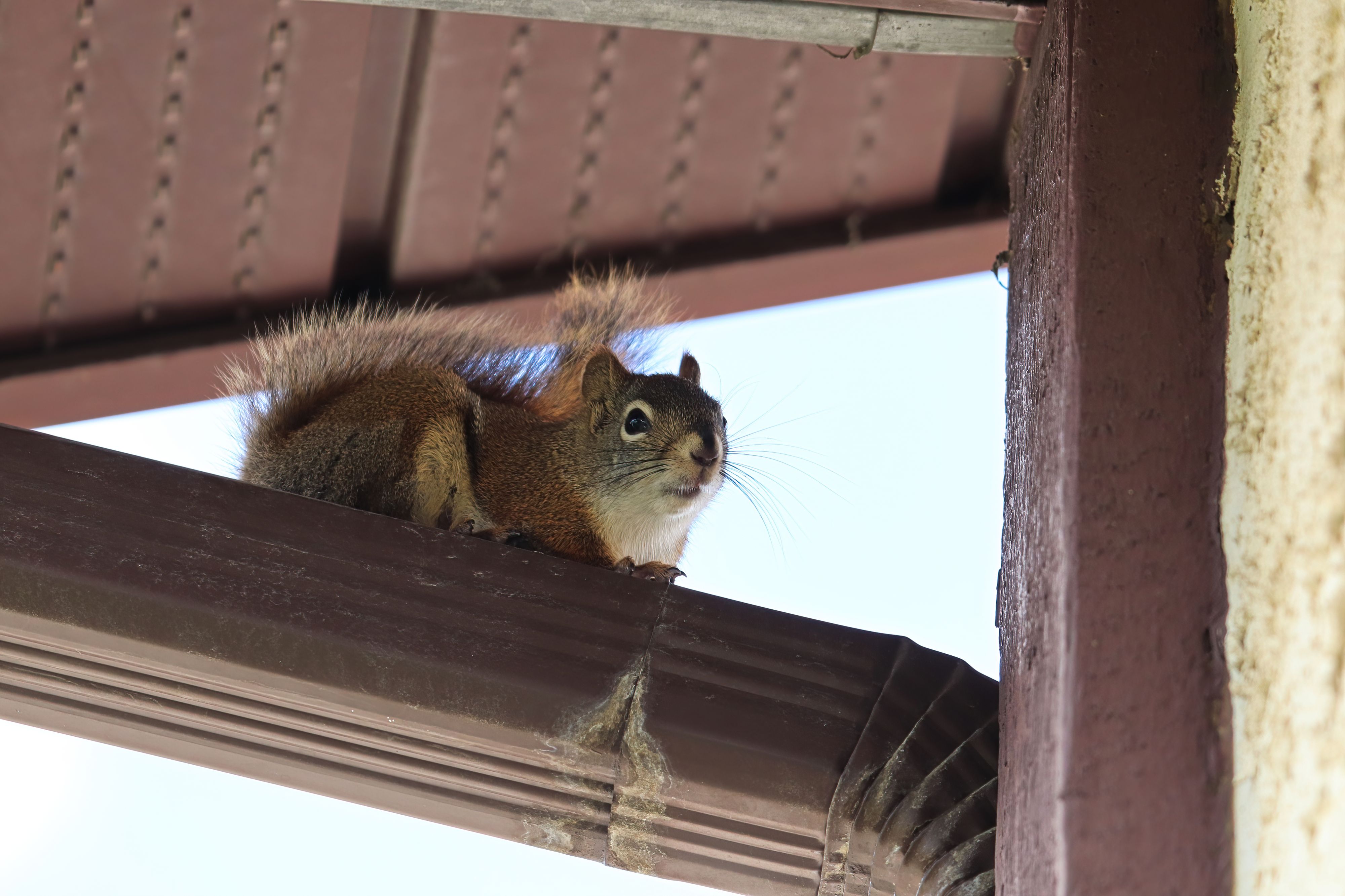 wildlife control
