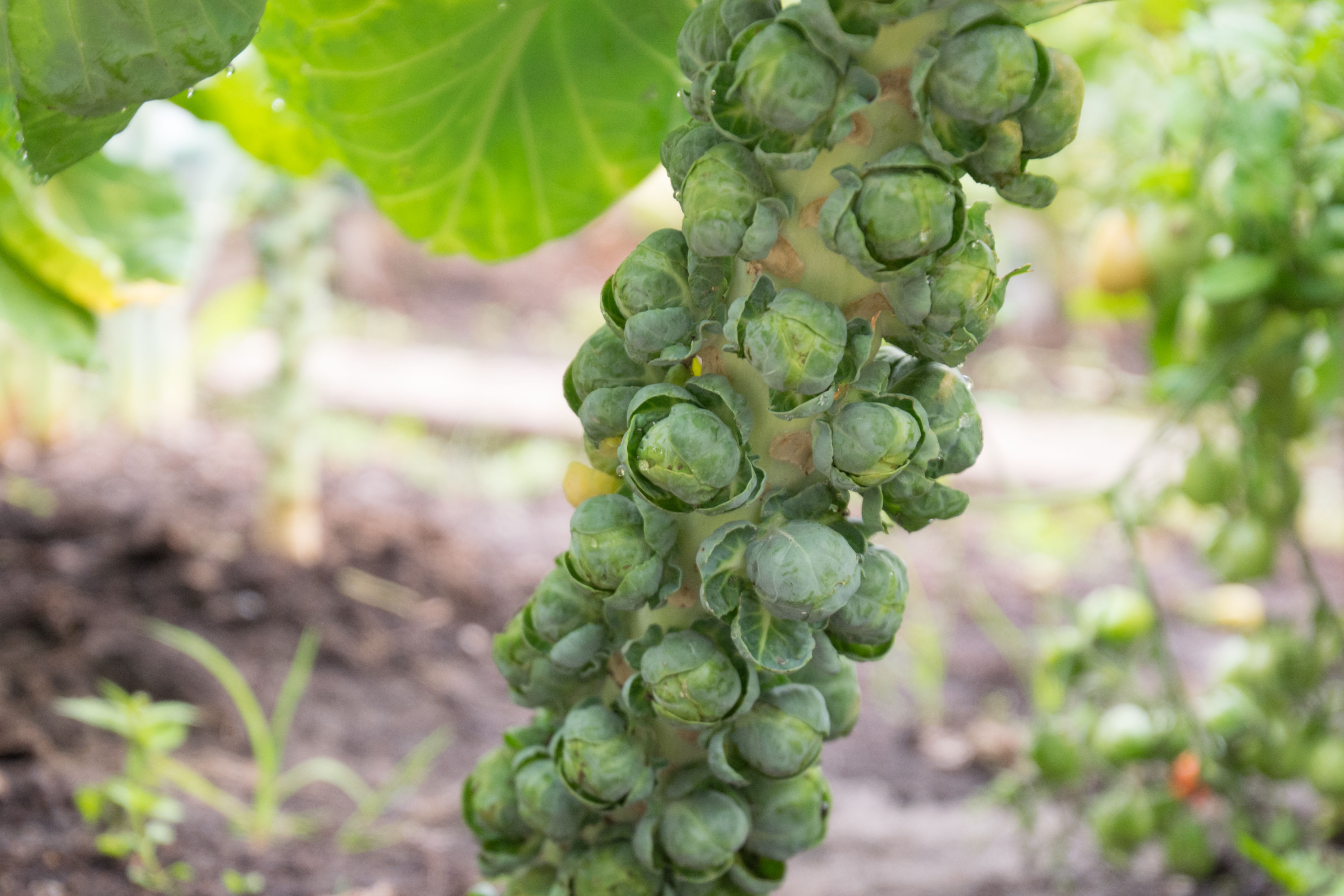 brussels sprouts