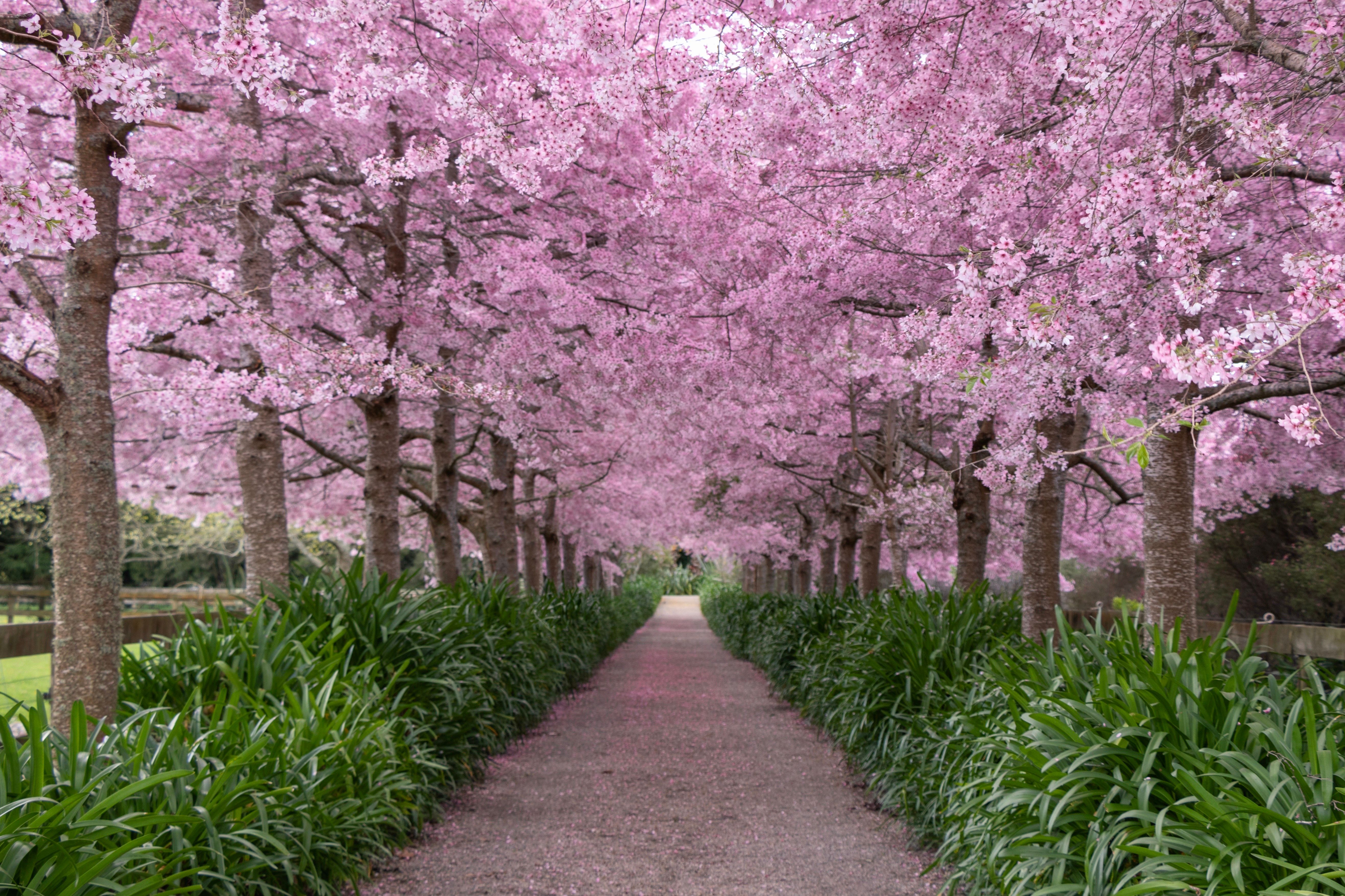 cherry blossoms New Zealand
