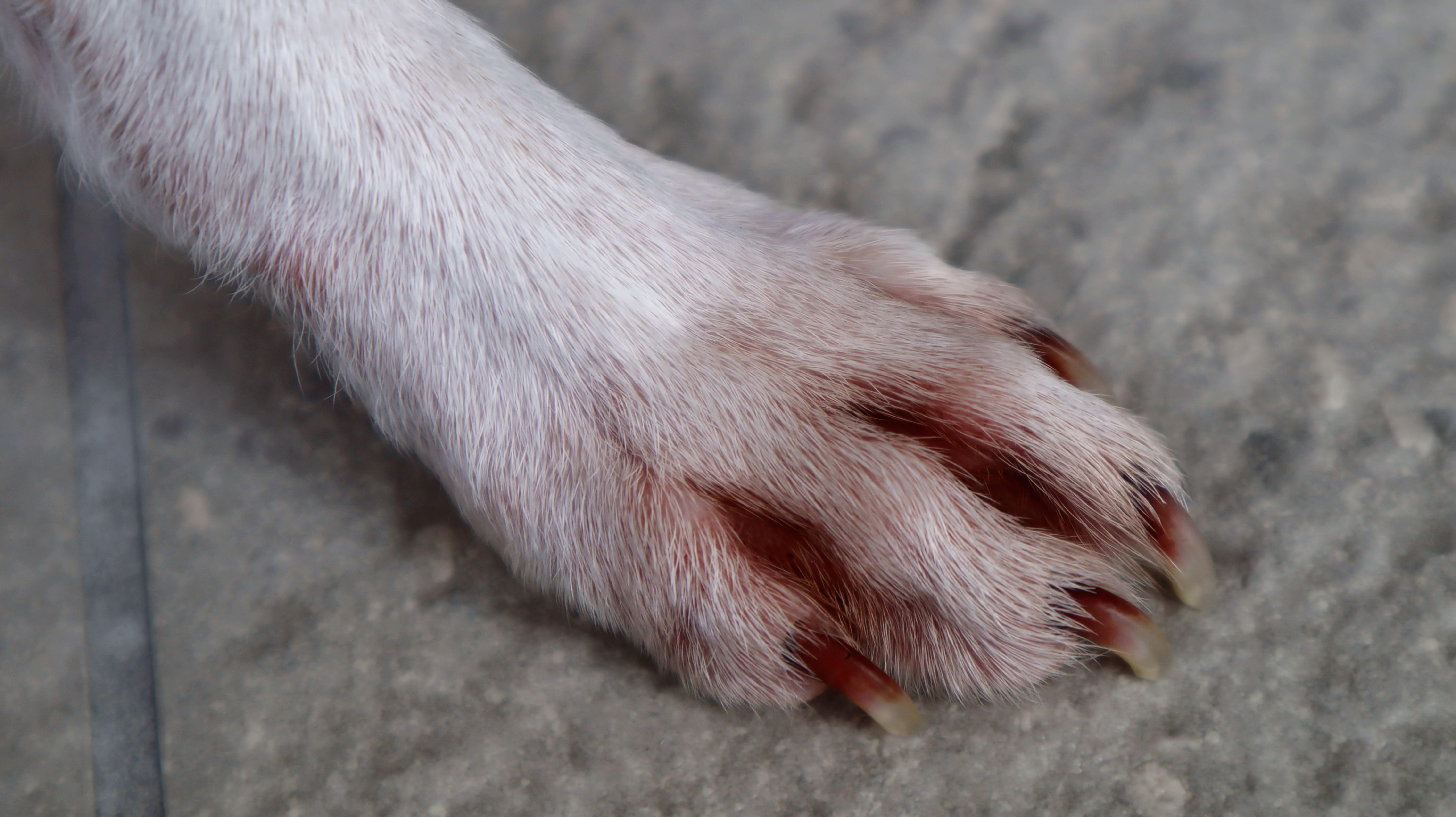 Fungus on a dog's paw. Fungus on a dog's paw.