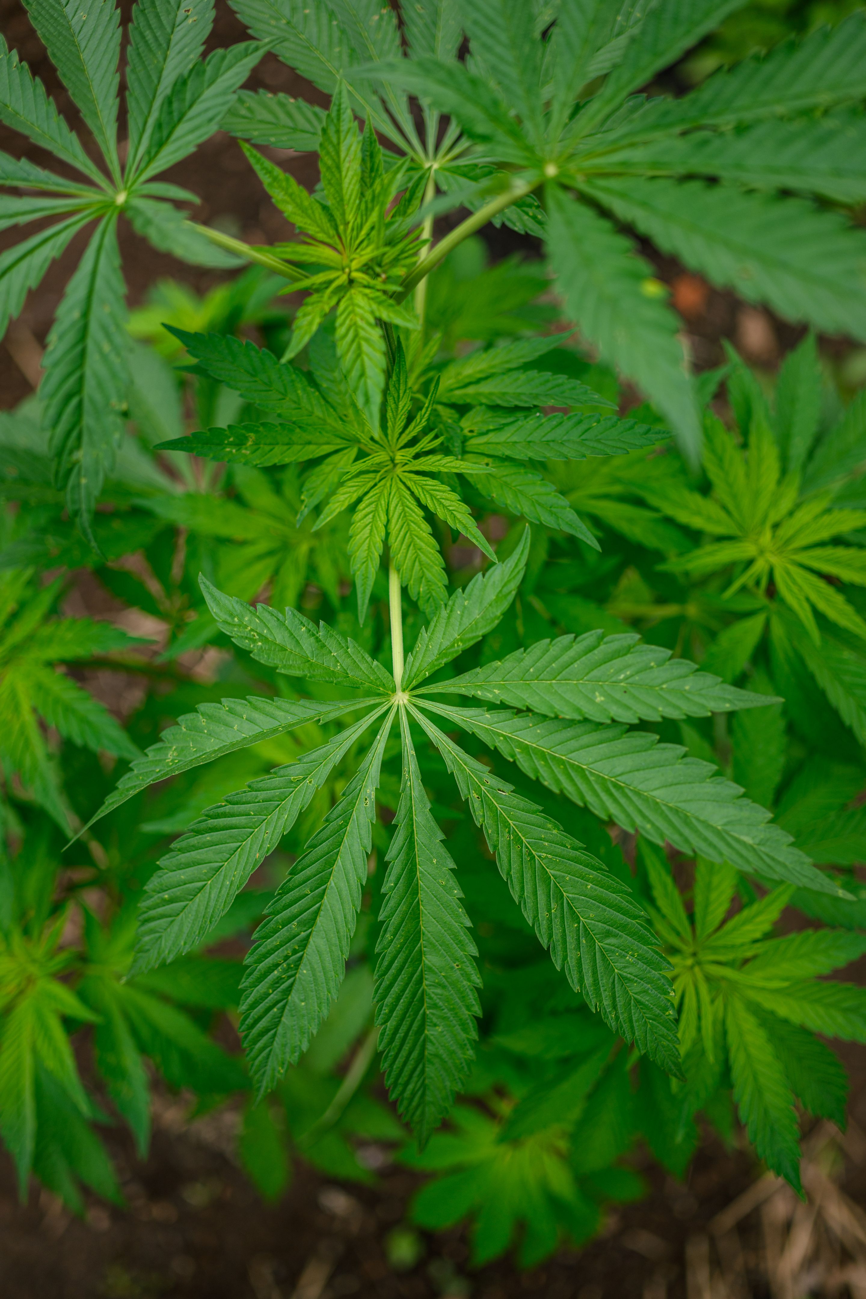 cannabis field summer