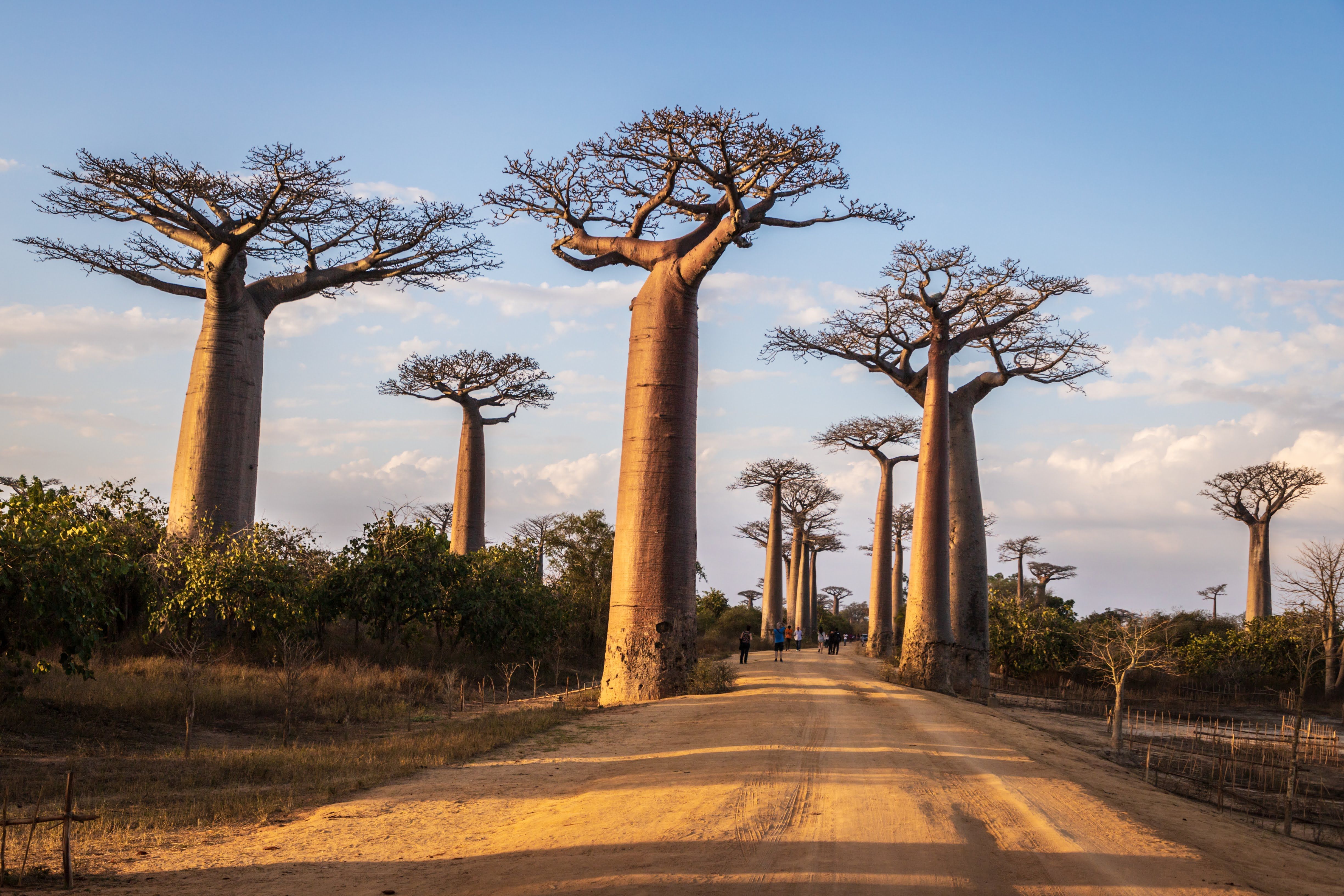 baobab trees