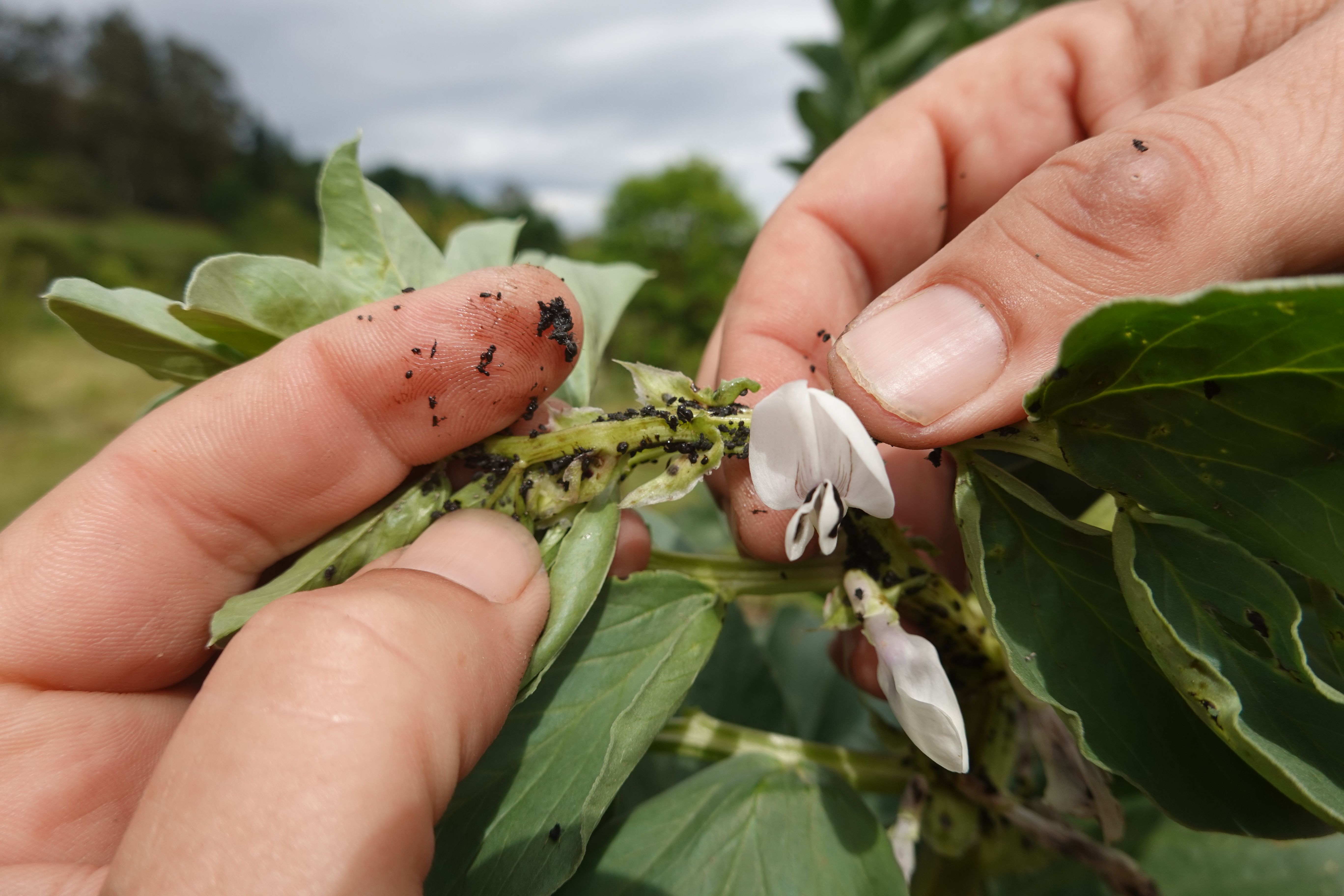 garden pest inspection