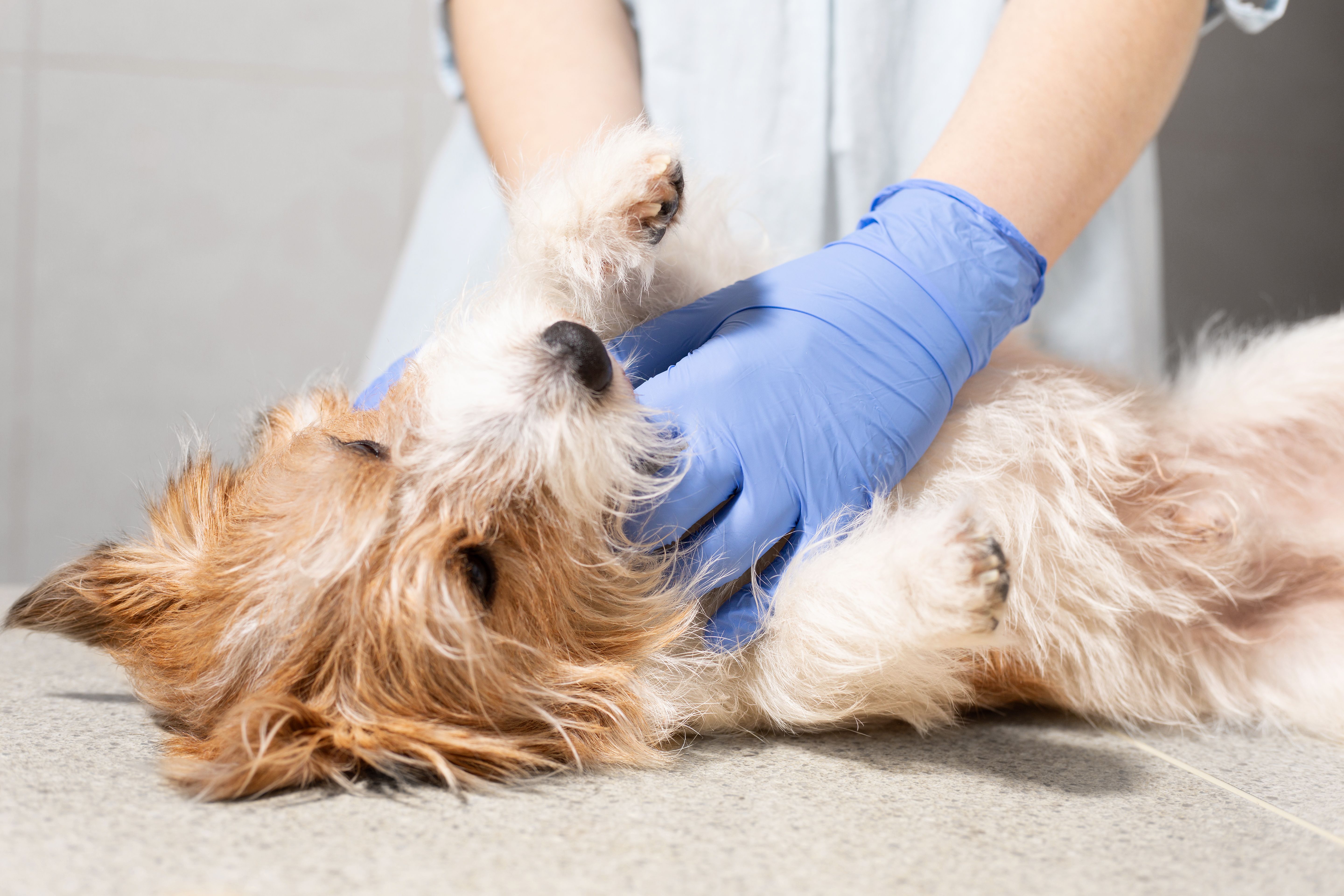 vet examining dog paws