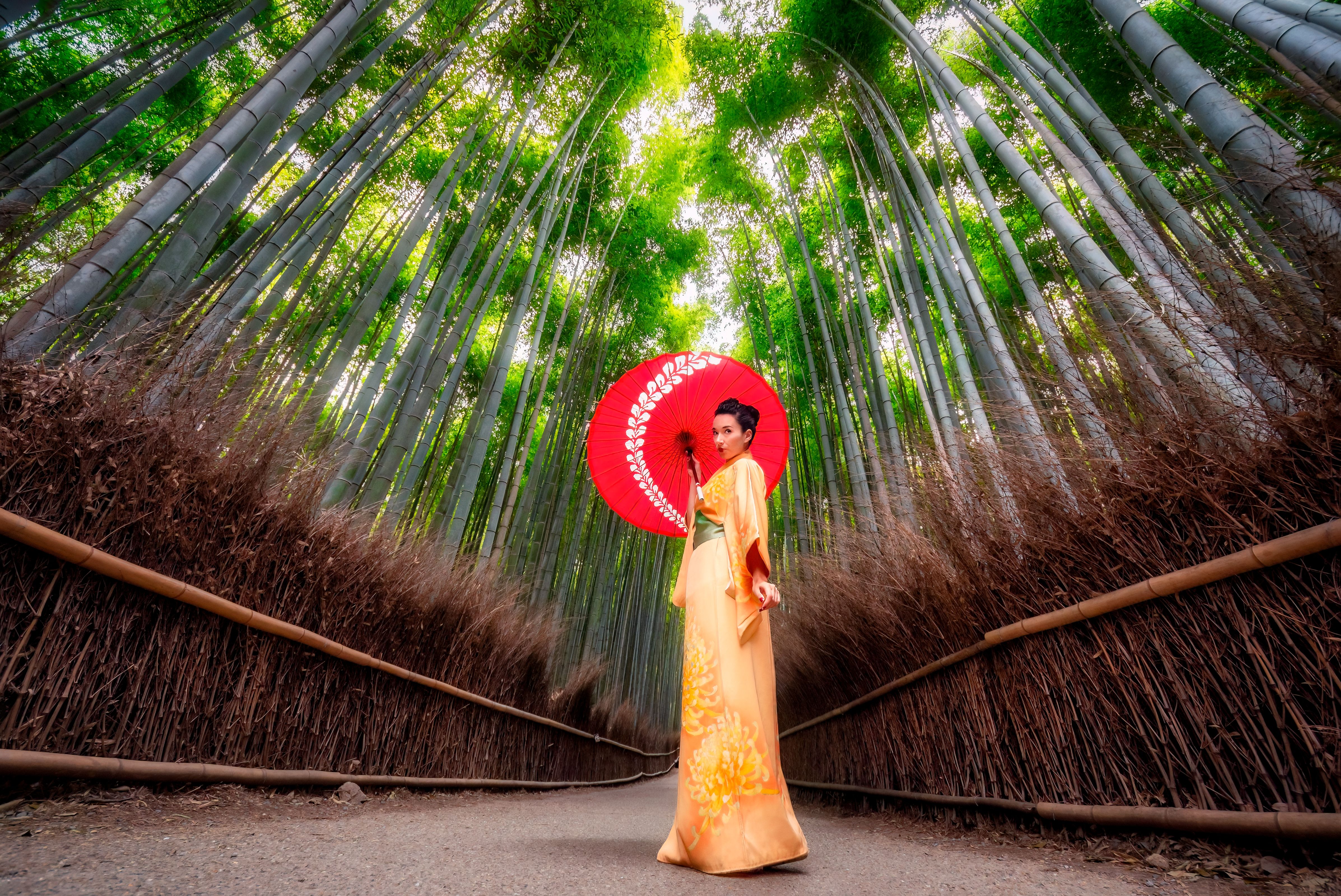 Tourist woman in kimono dress with red umbrella at Arasiyama bamboo grove in Kyoto. Japan