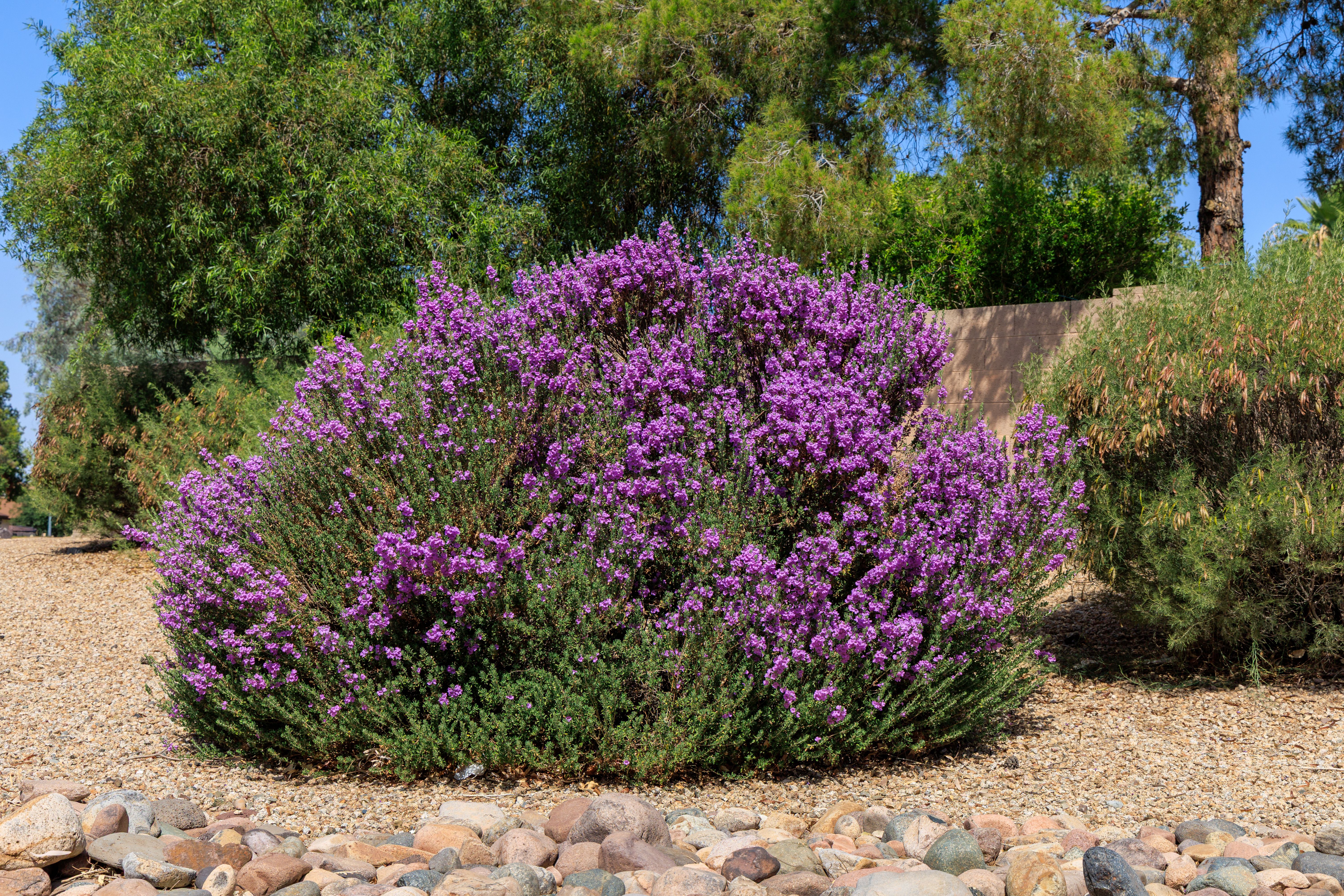 xeriscape garden