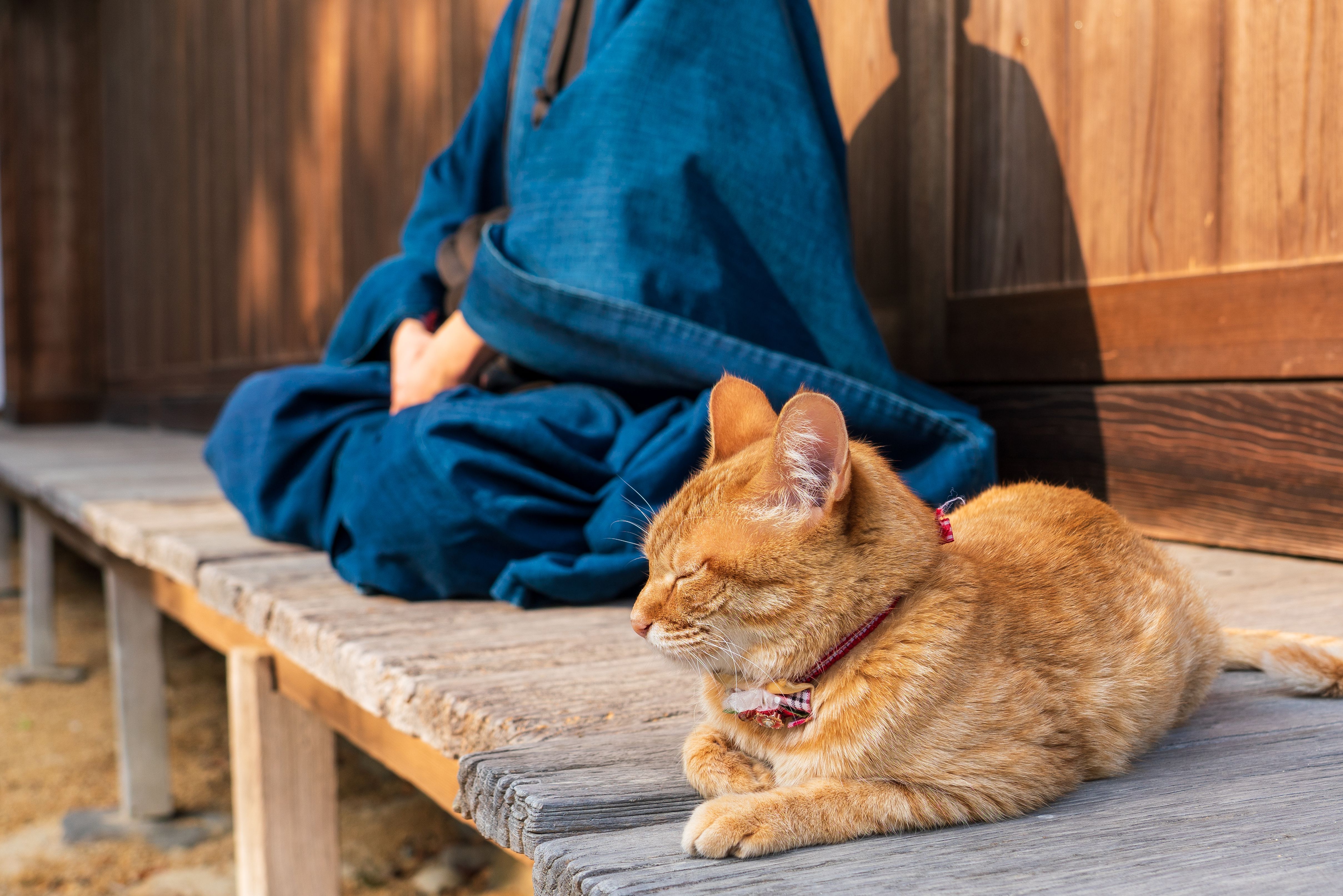 A monk with a cat in a temple