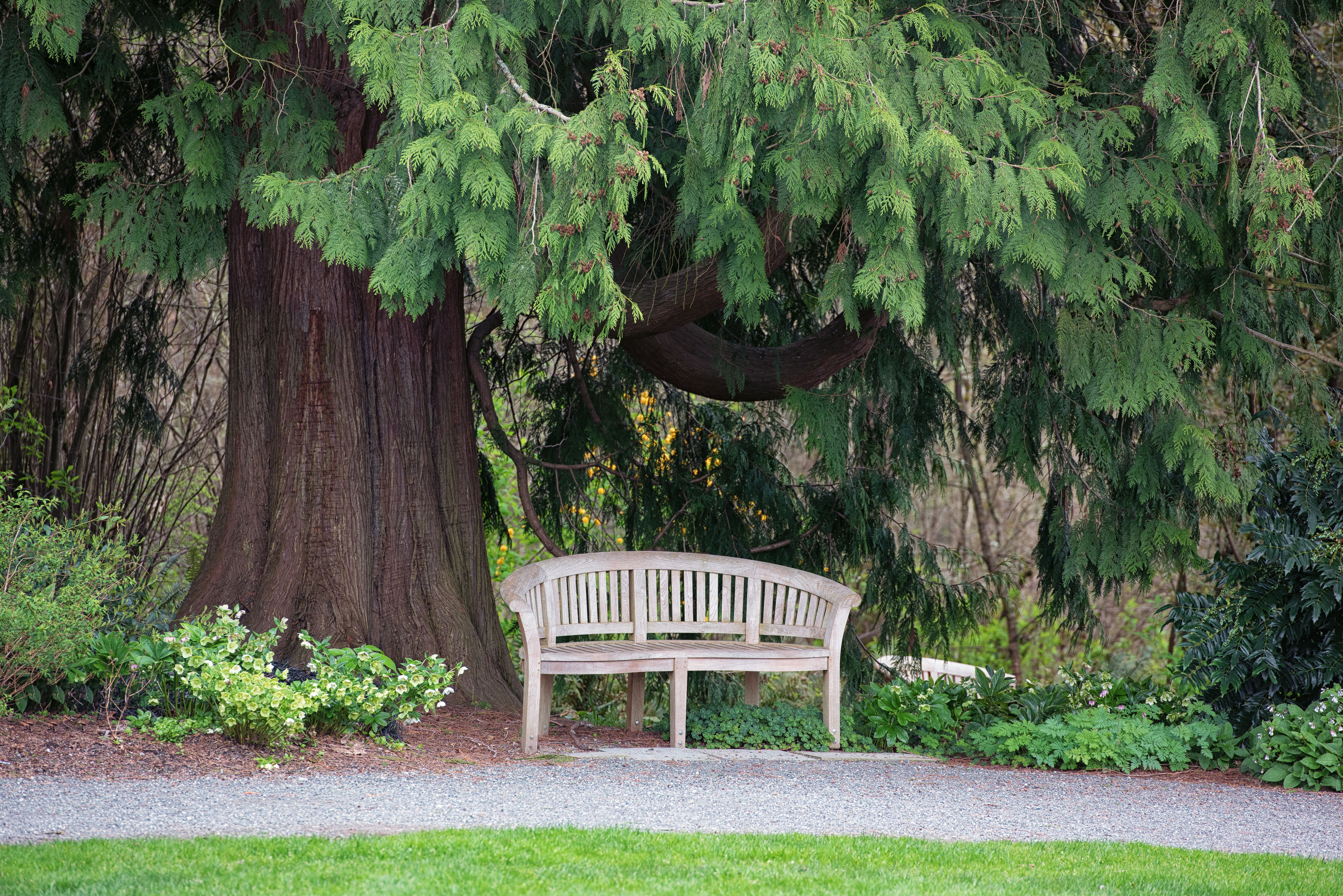 bellevue botanical garden