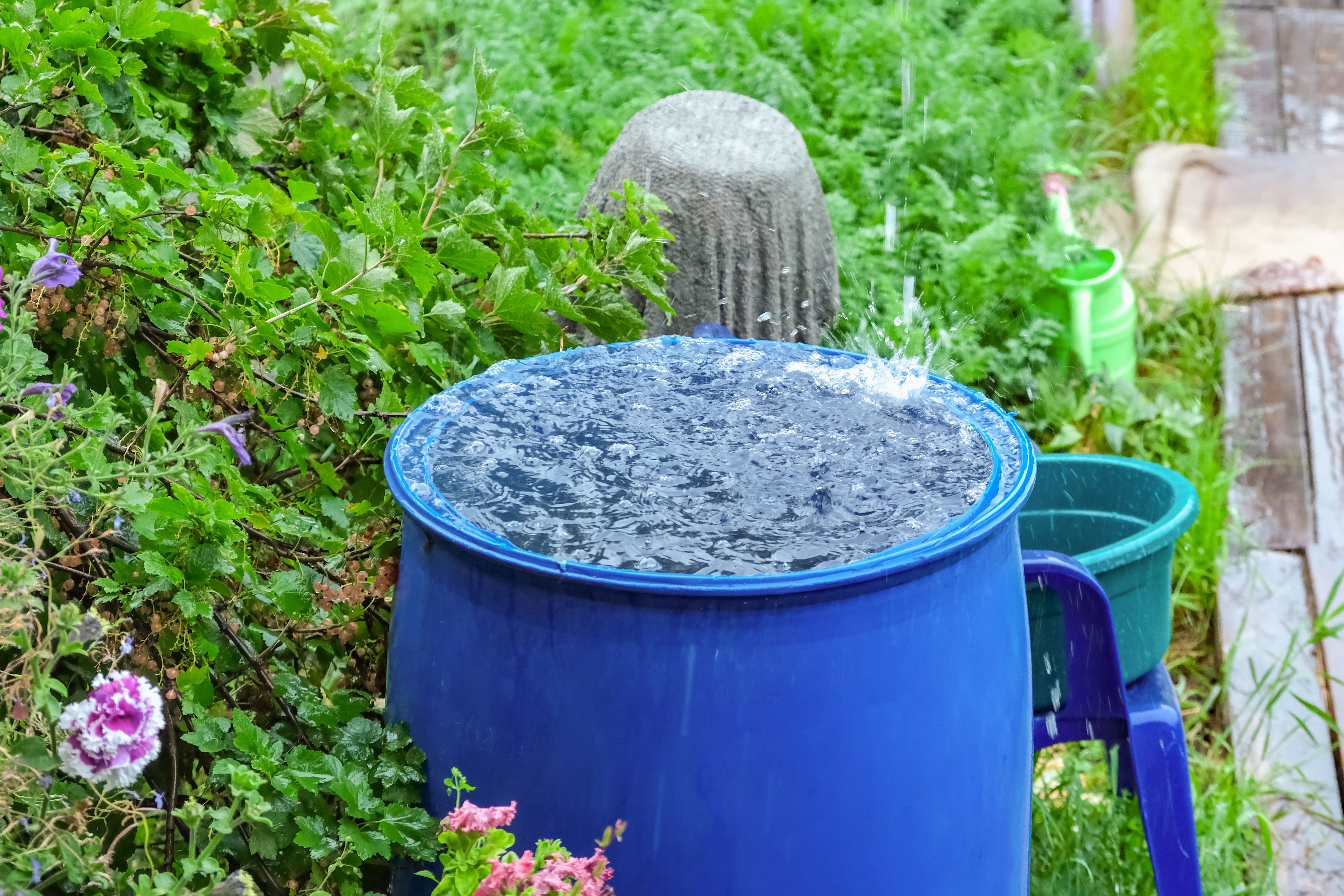 rainwater barrel