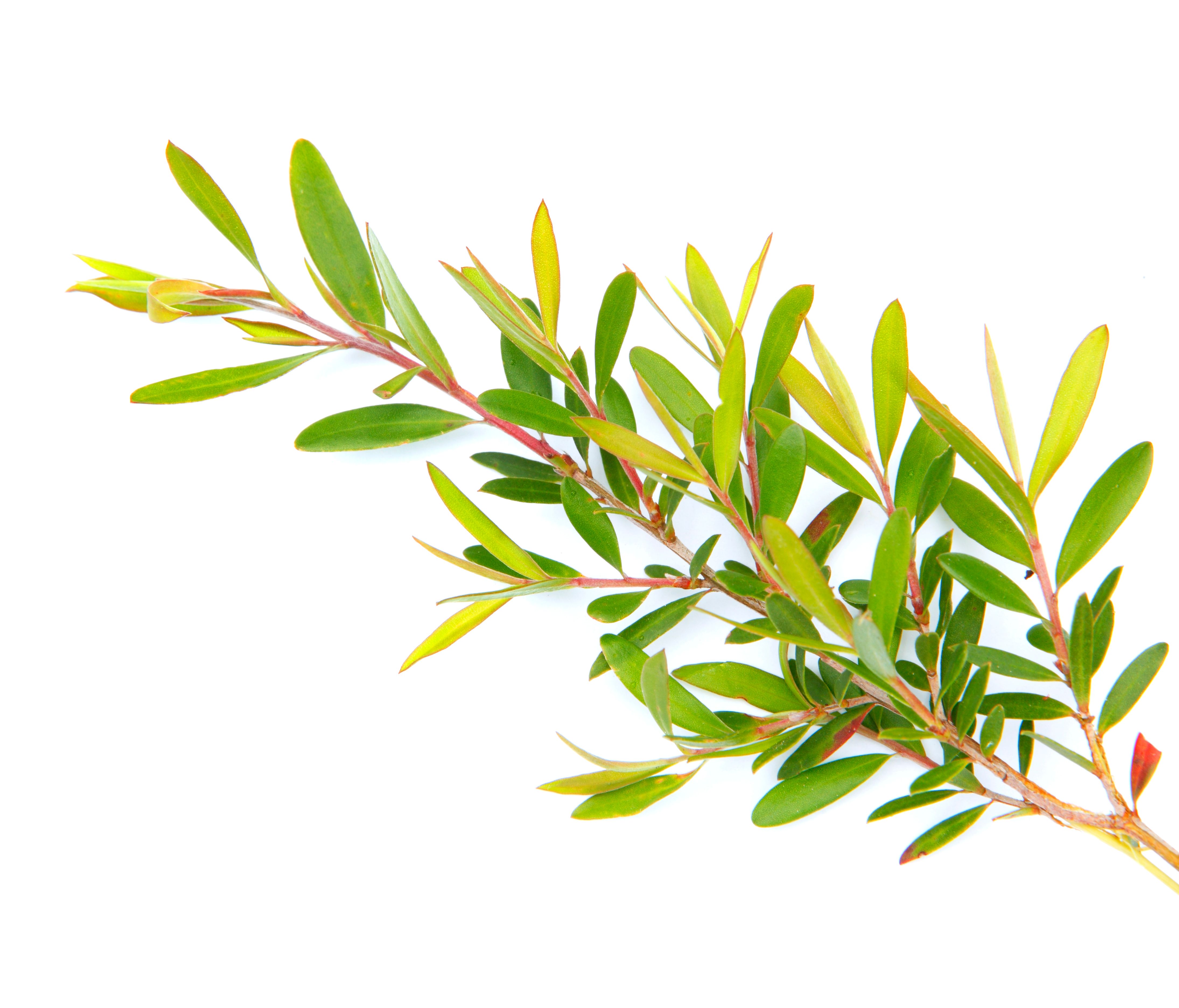tea tree oil