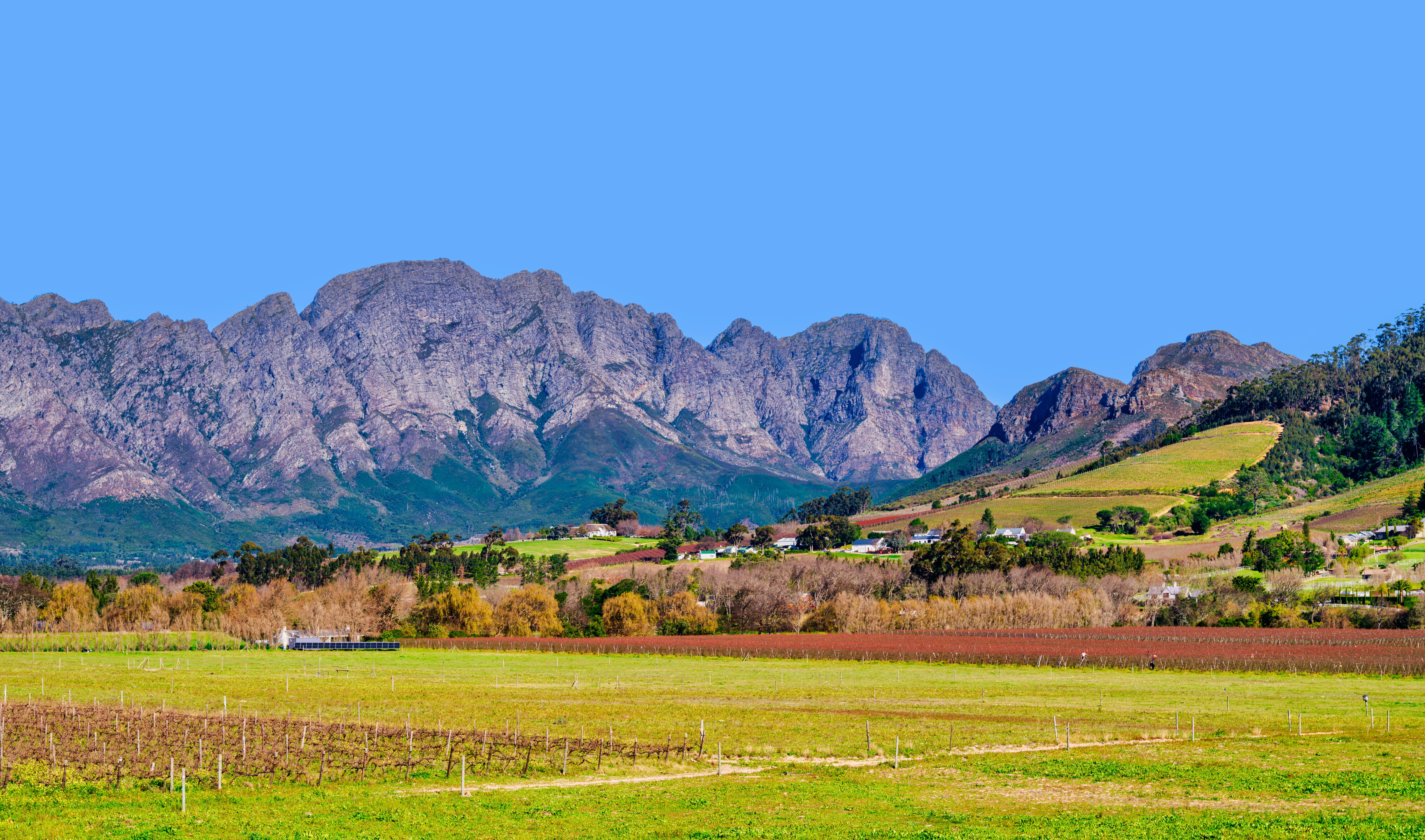 franschhoek vineyard