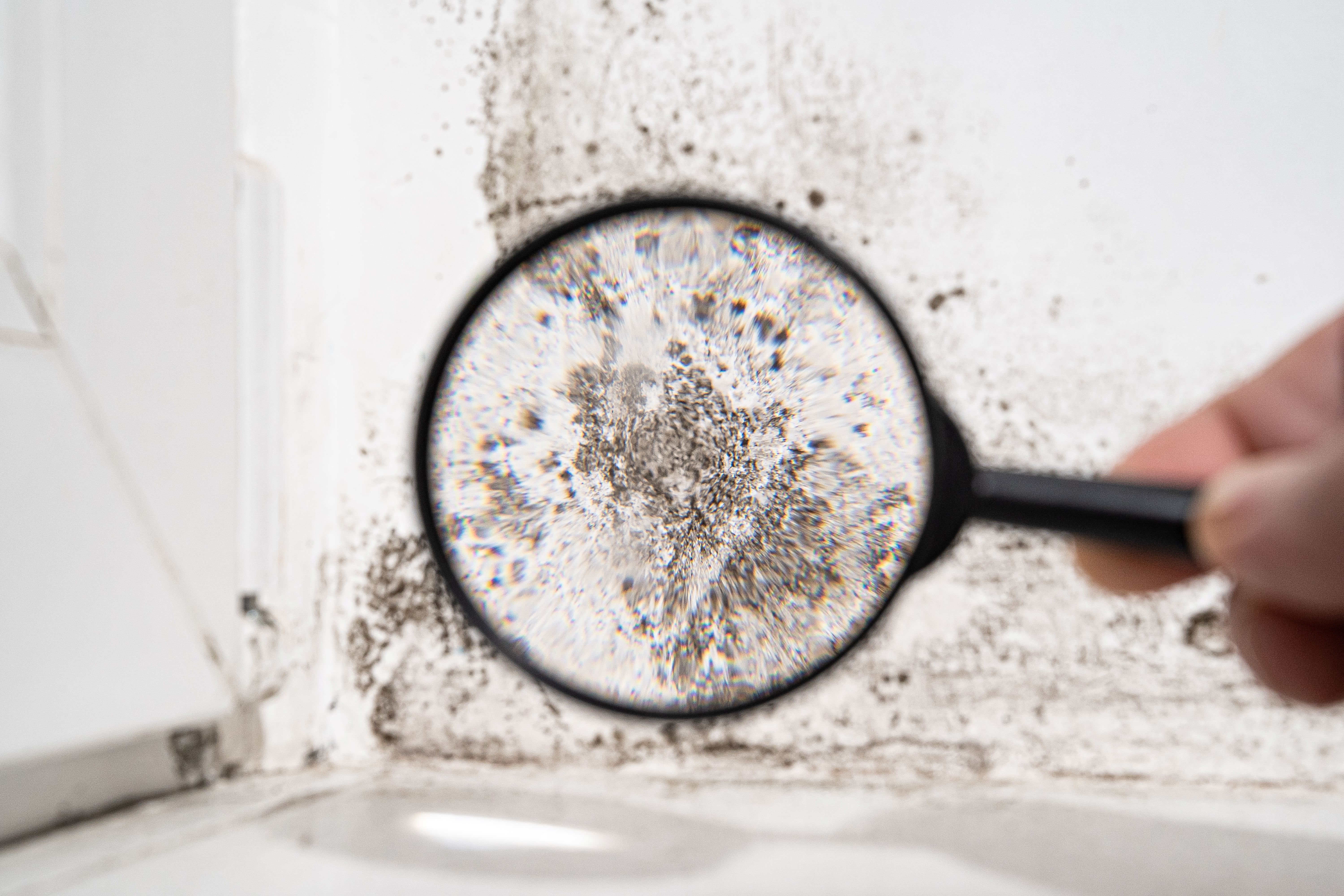 cleaning mold mildew