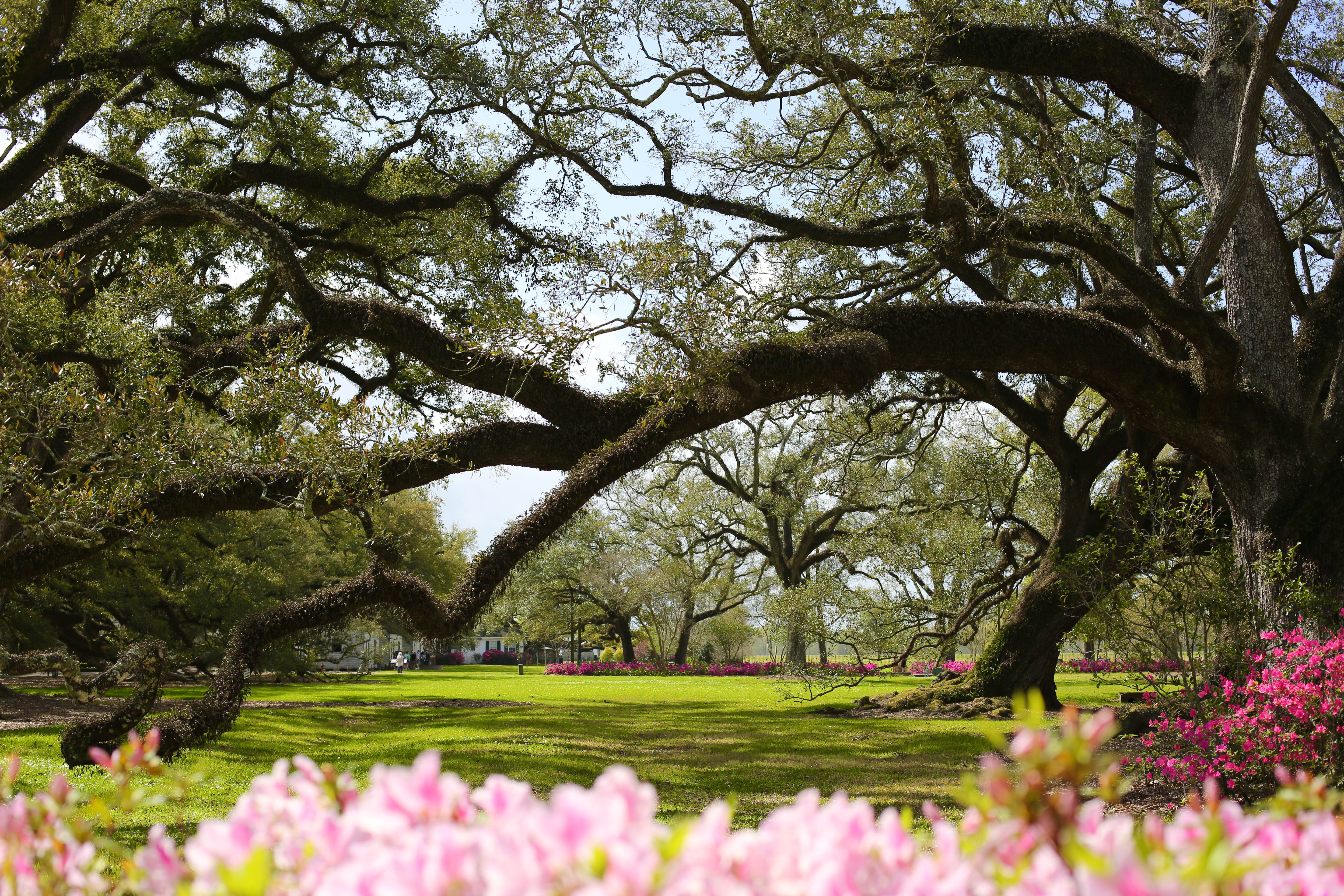 Louisiana spring flowers