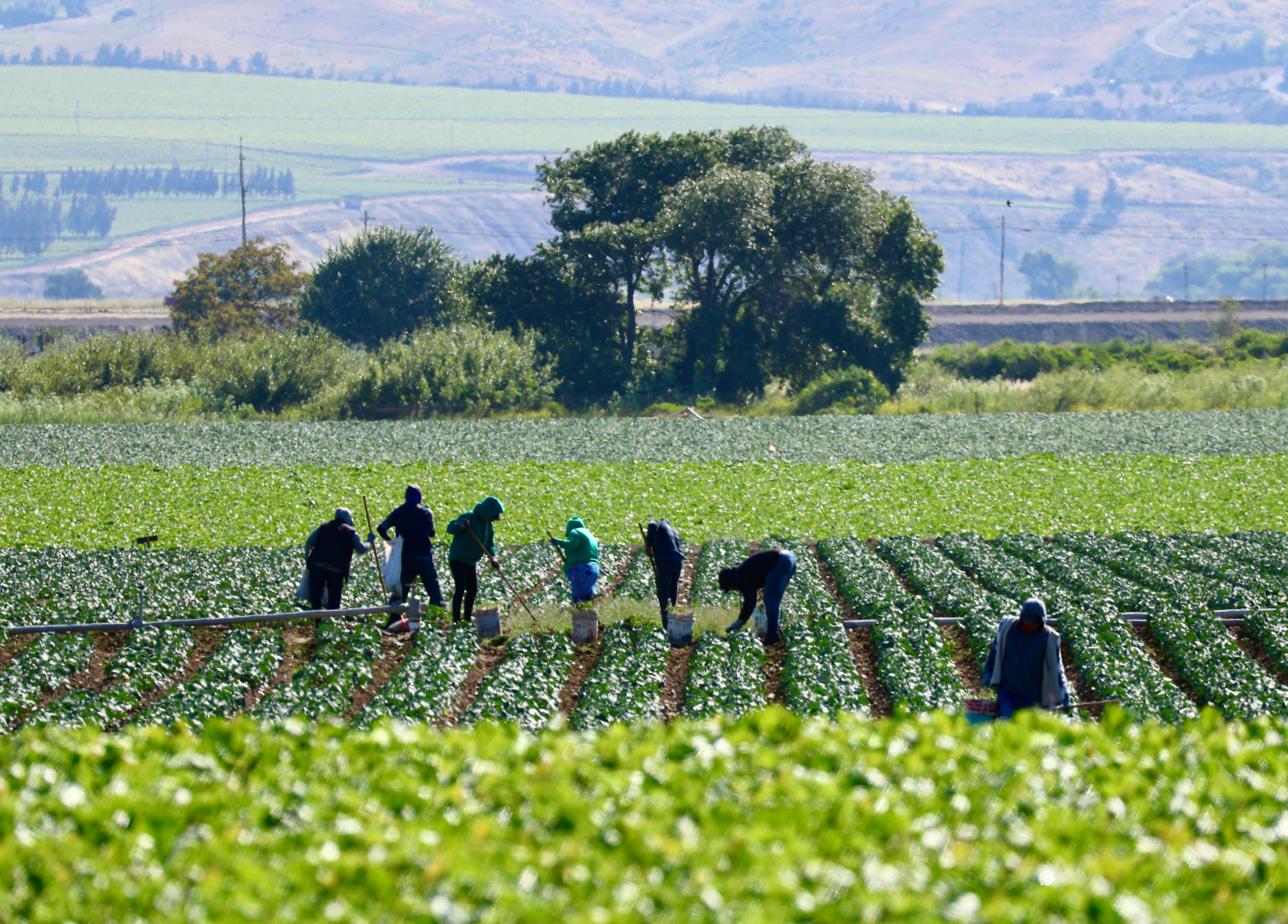 farm workers