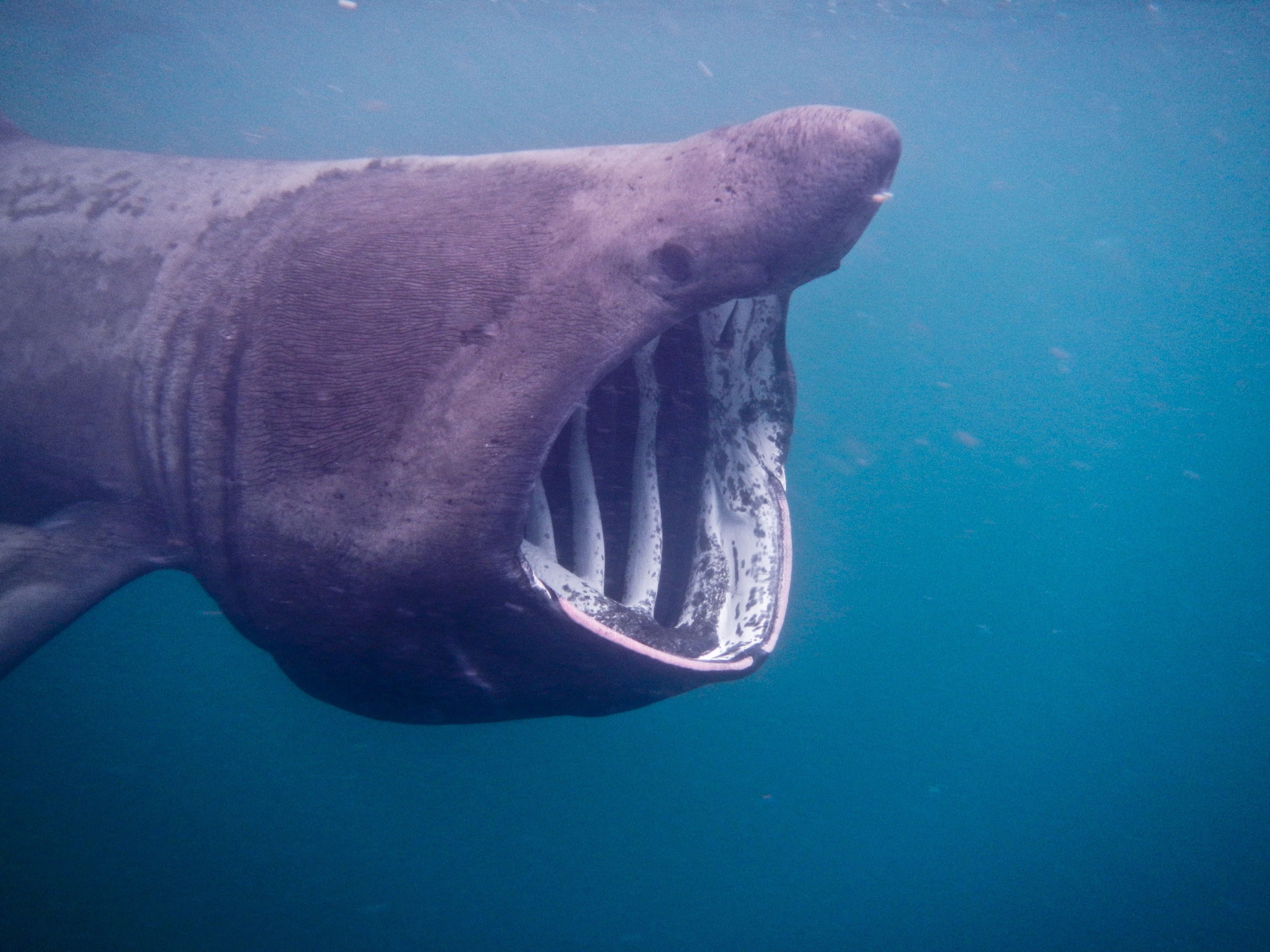 Basking Shark Scotland