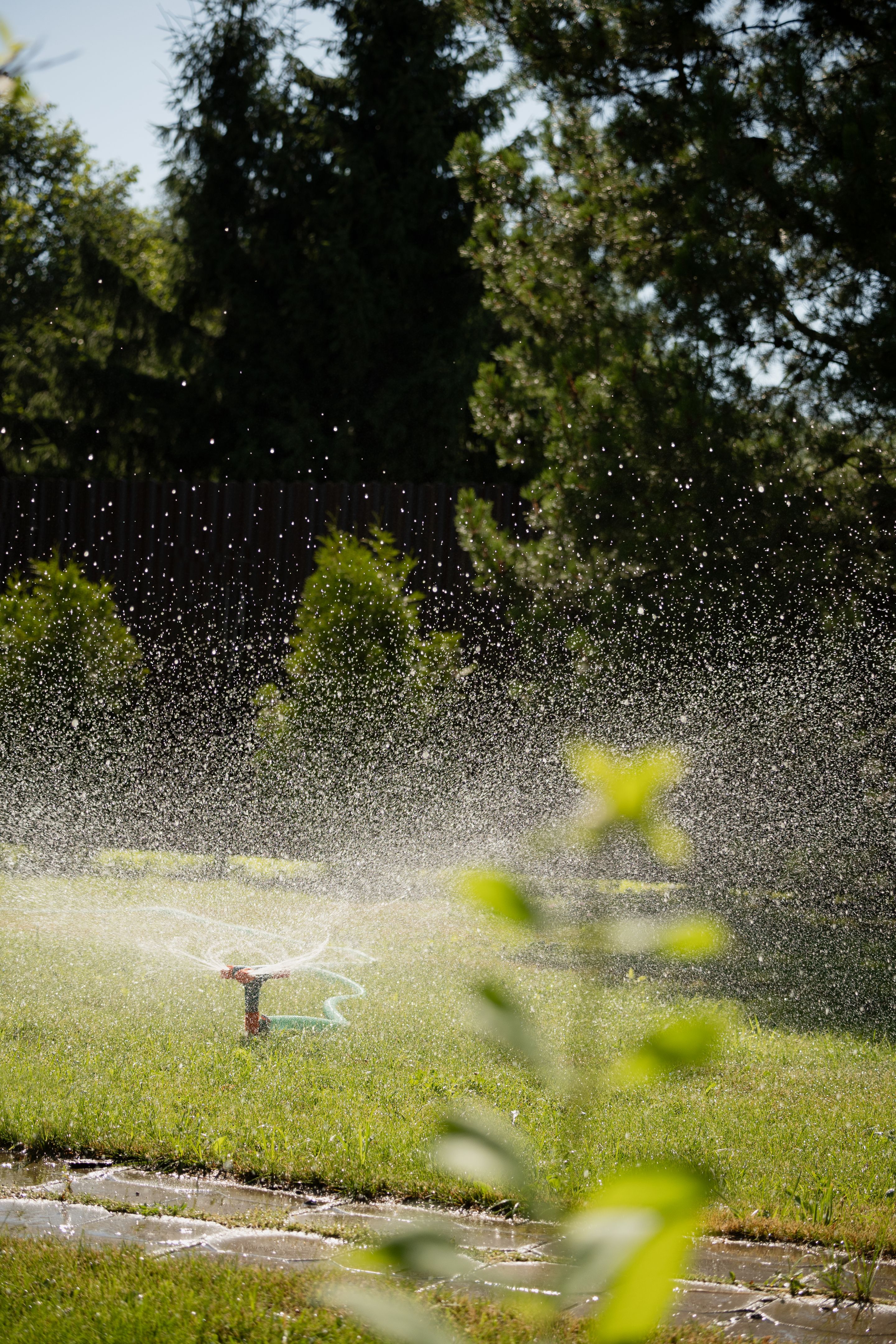 watering clover lawn