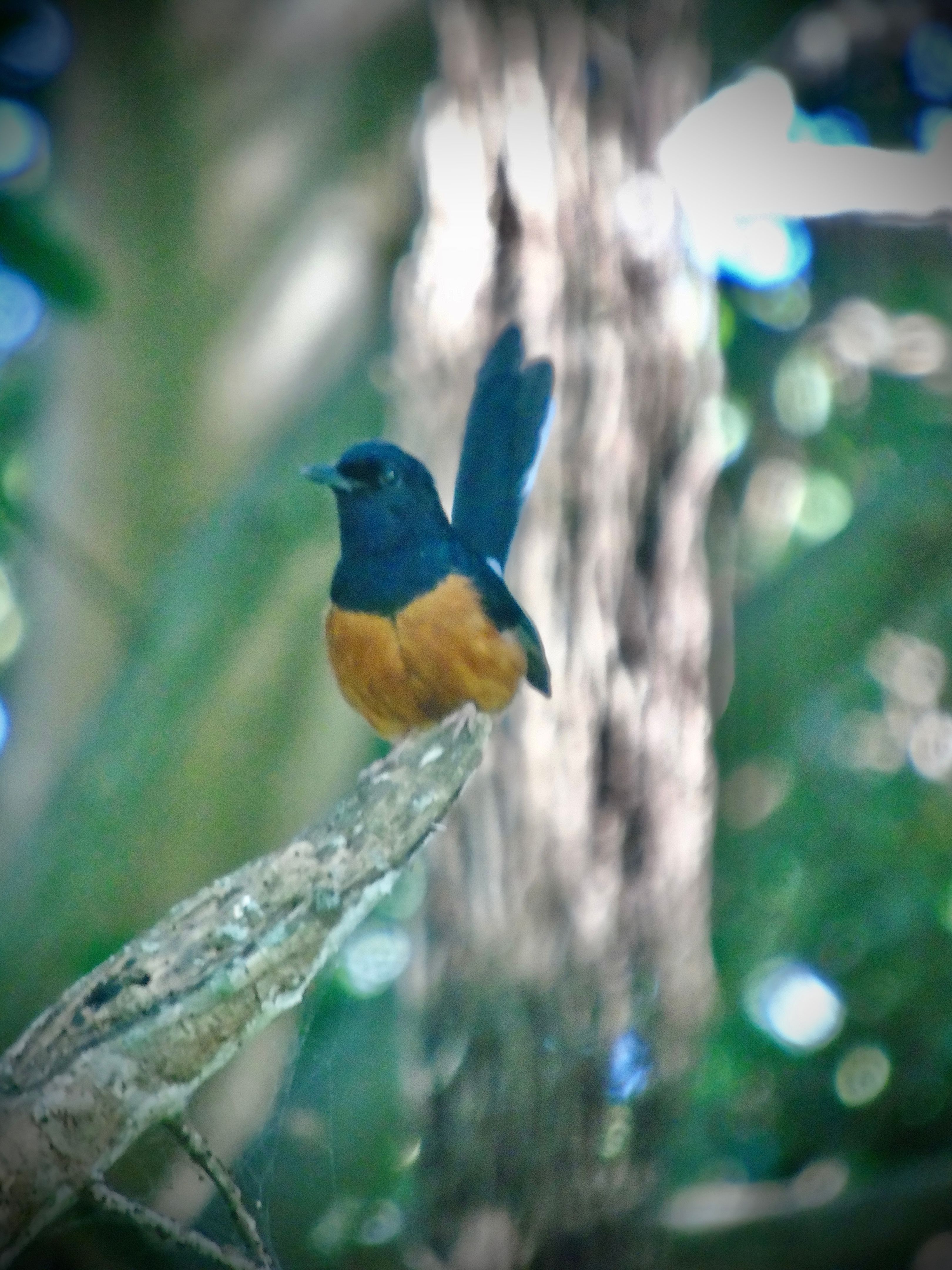 one curious adult white-rumped shama (copsychus malabaricus) lights on a branch in a wooded area.