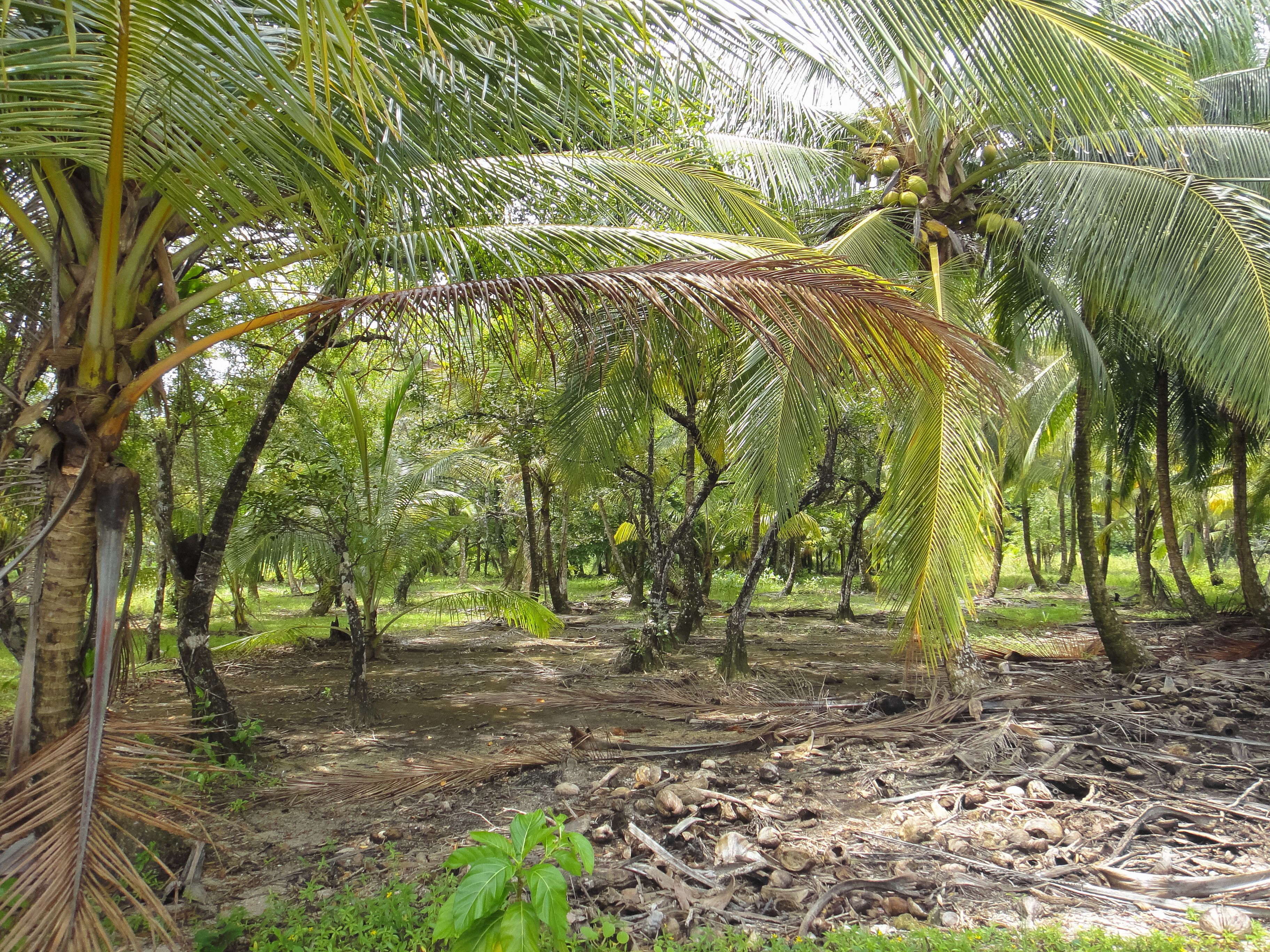 permiso ambiental panama