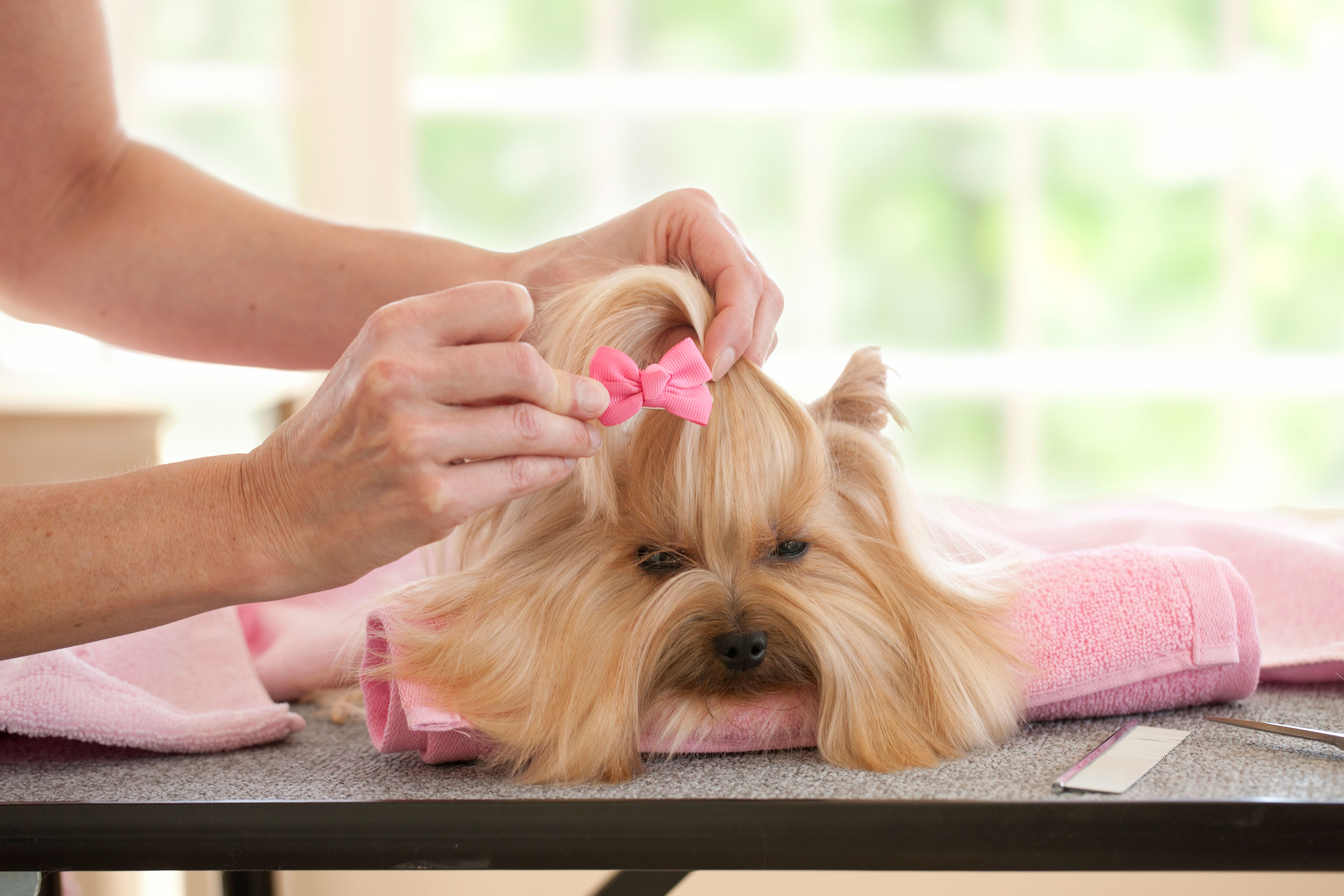 Yorkshire Terrier Day at the Groomer-Spa