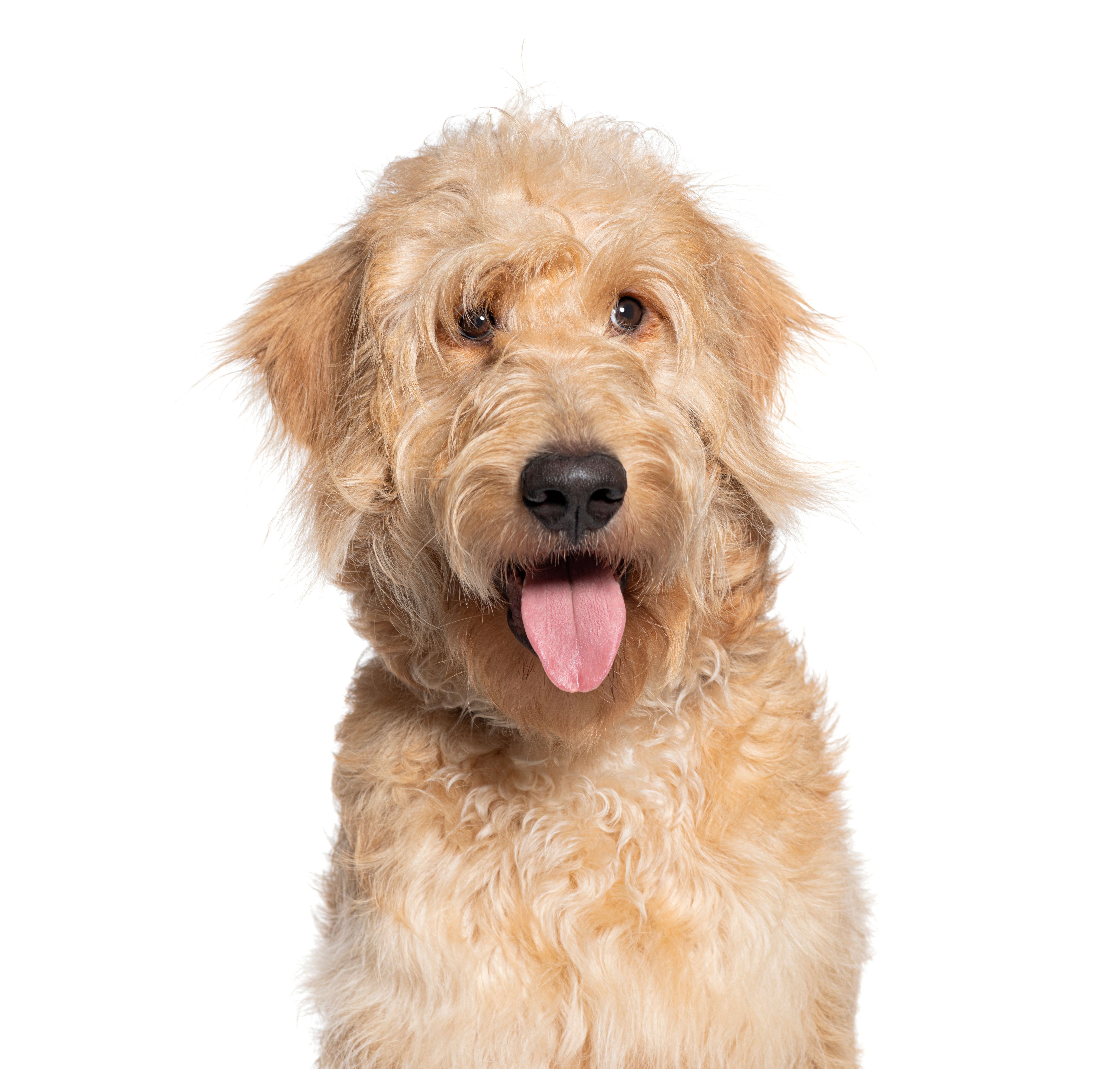 happy doodle dog
