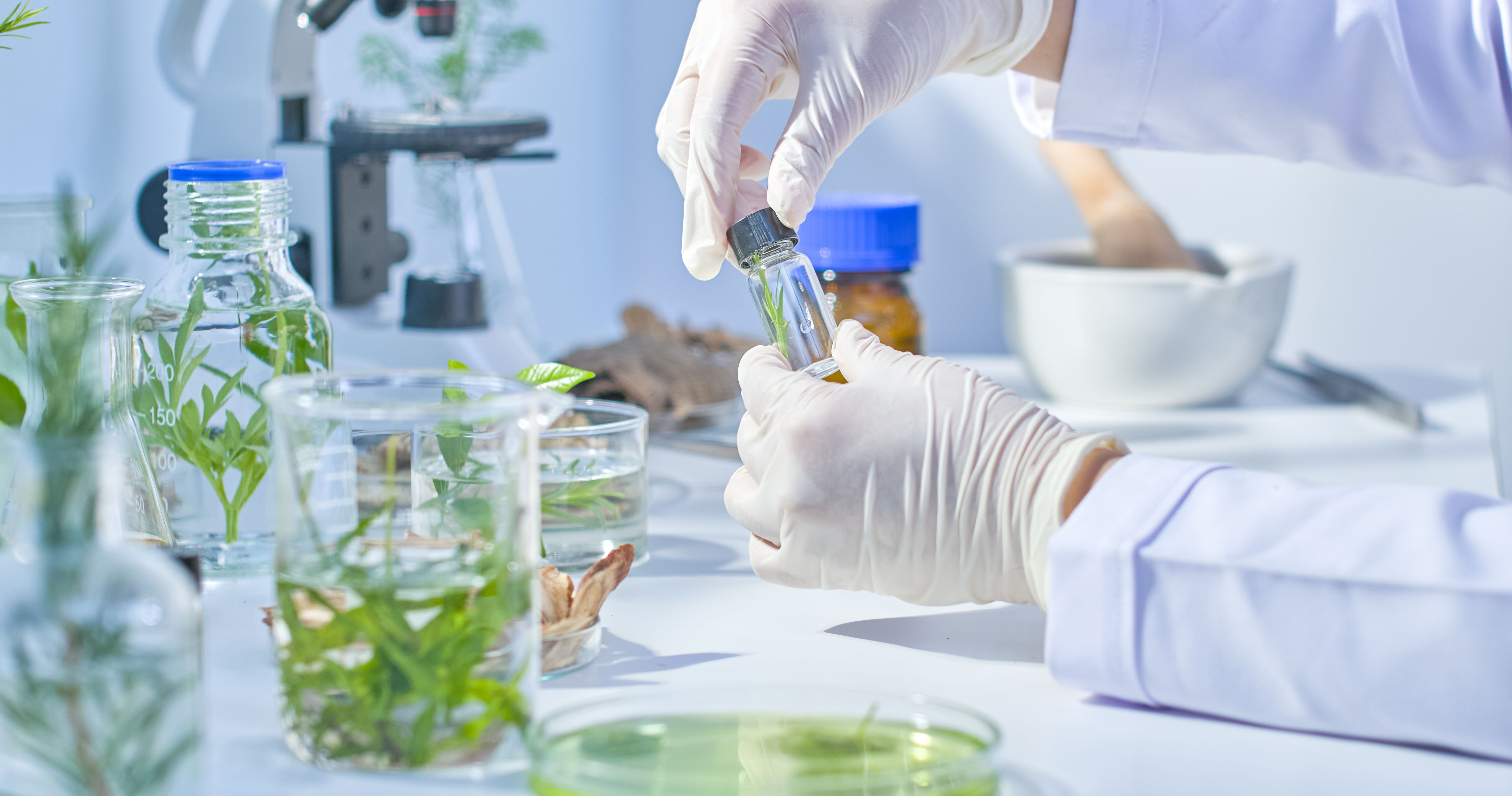 A small jar containing a branch of herbs inside is held up for observation by a scientist, surrounded by branches of herbs soaked in a solution contained in glass containers.