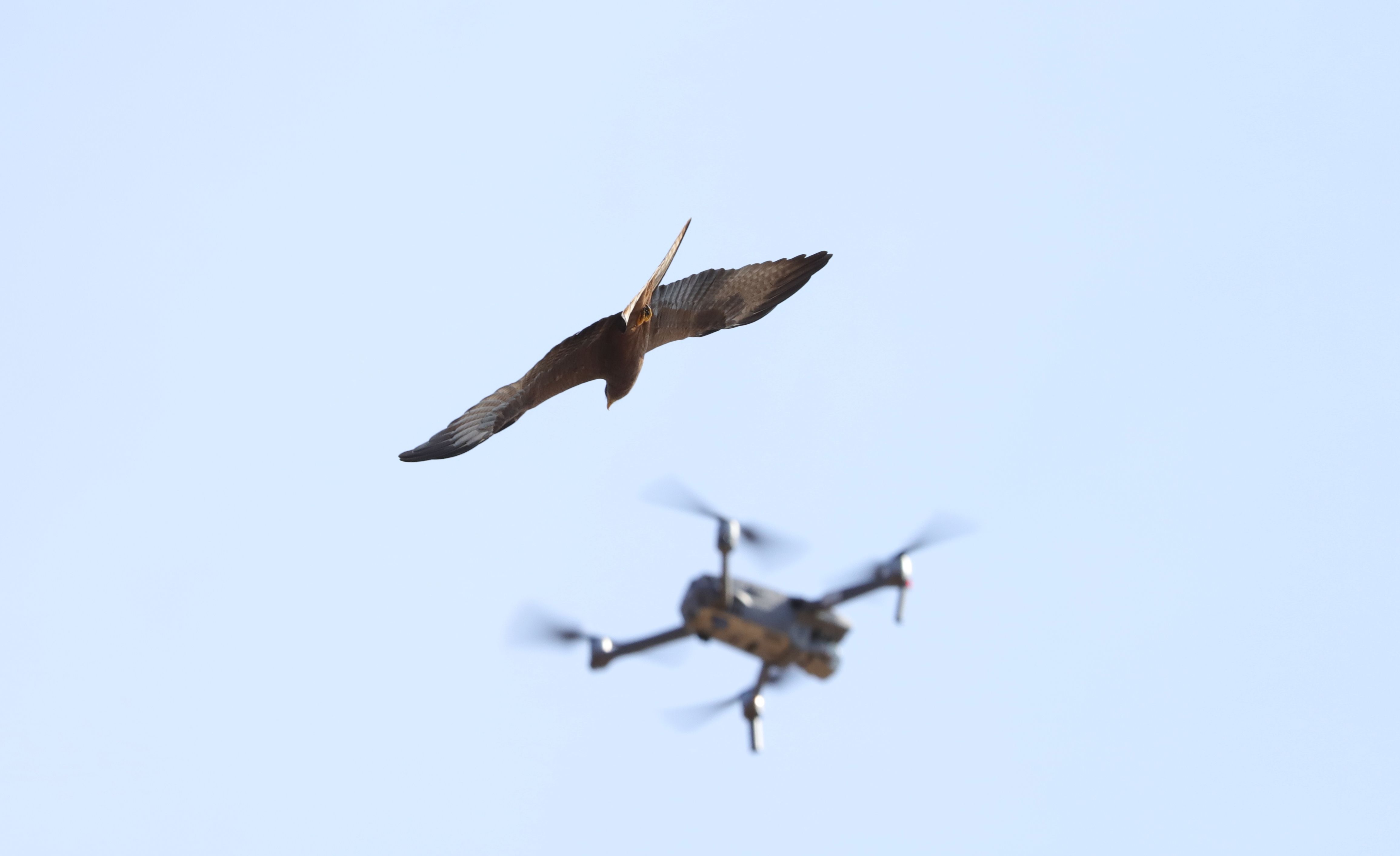 Falcon attacks Drone at the beach of Aneho, Togo, West Africa.