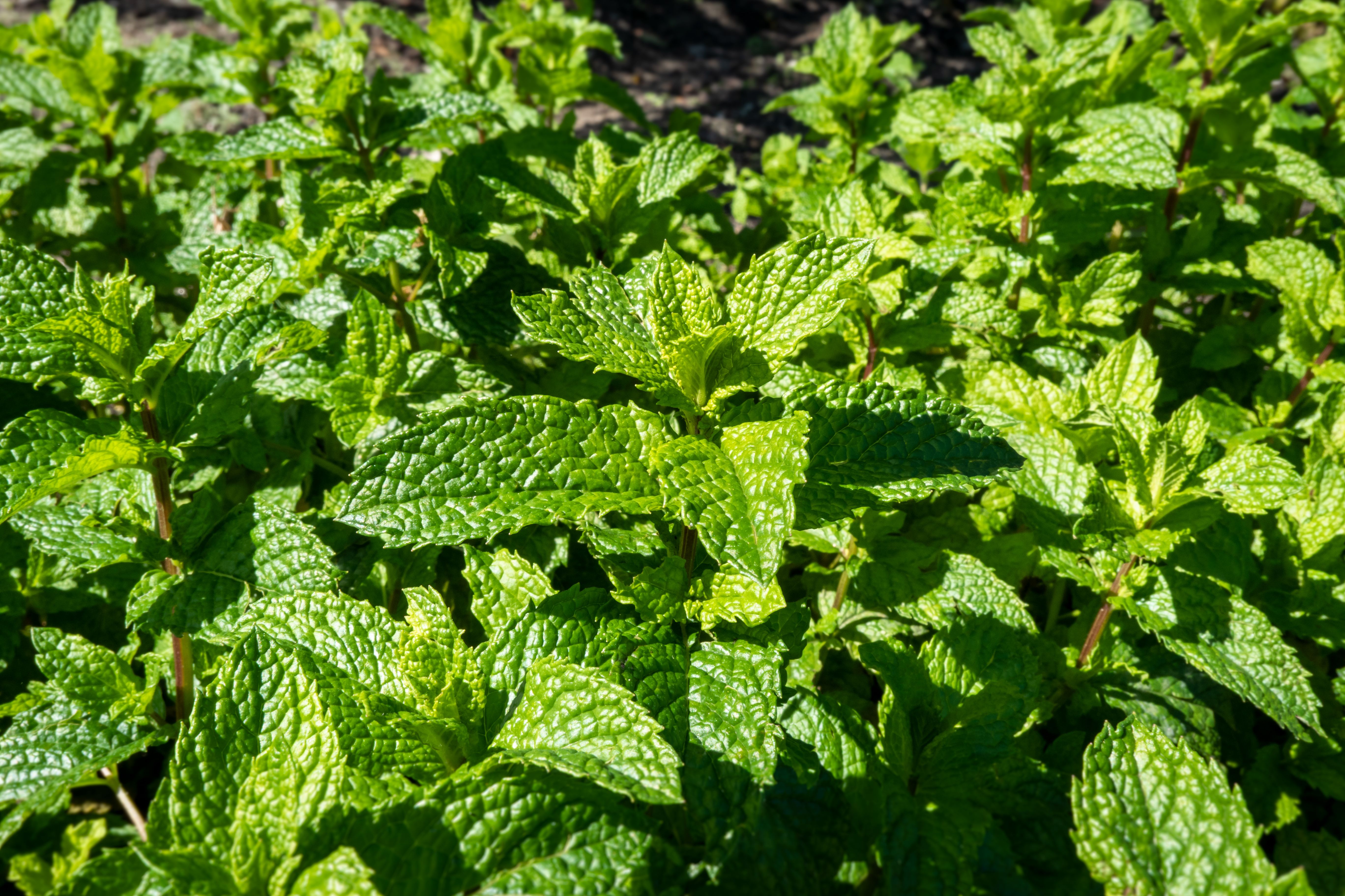 ingredientes frescos