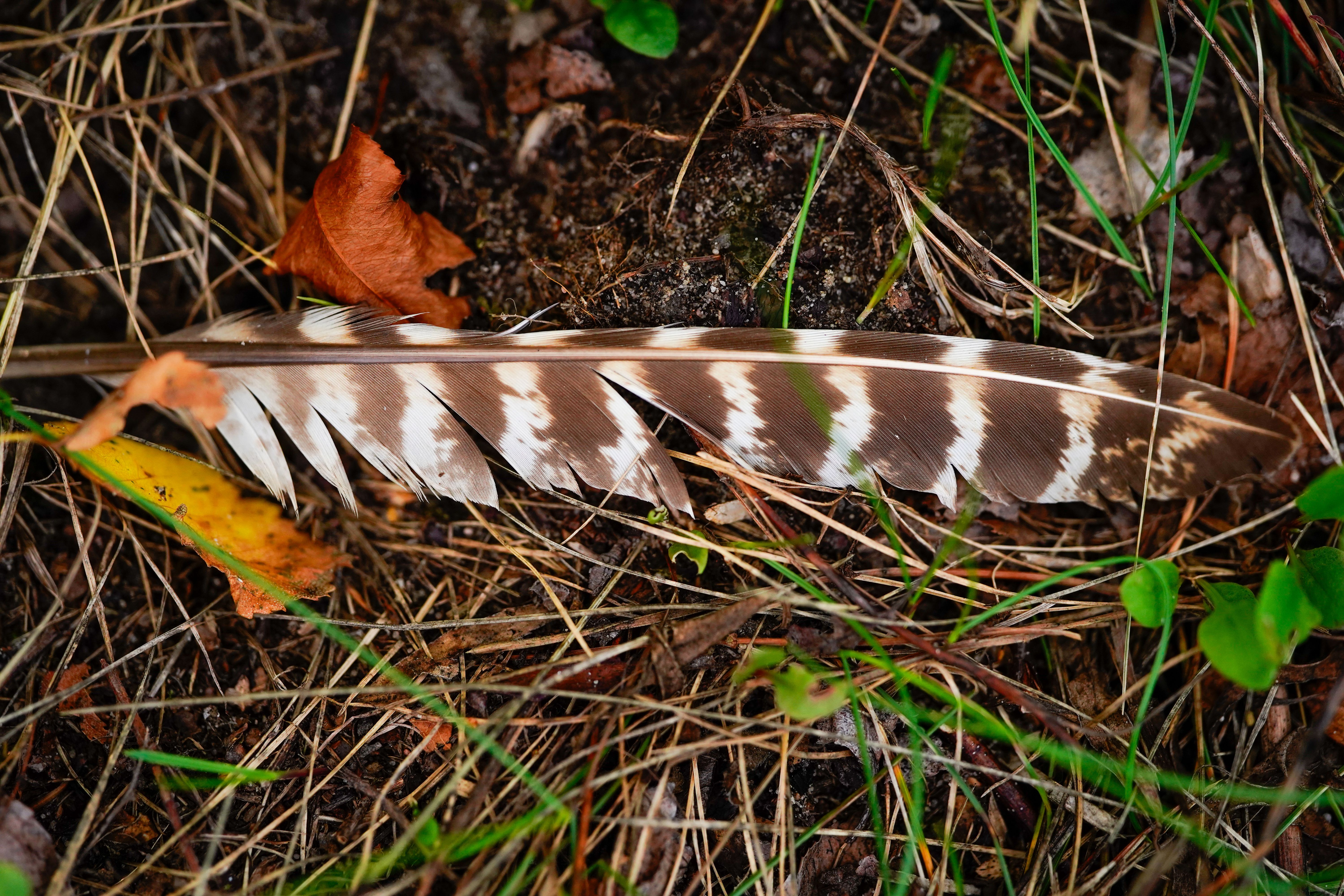 feather on ground