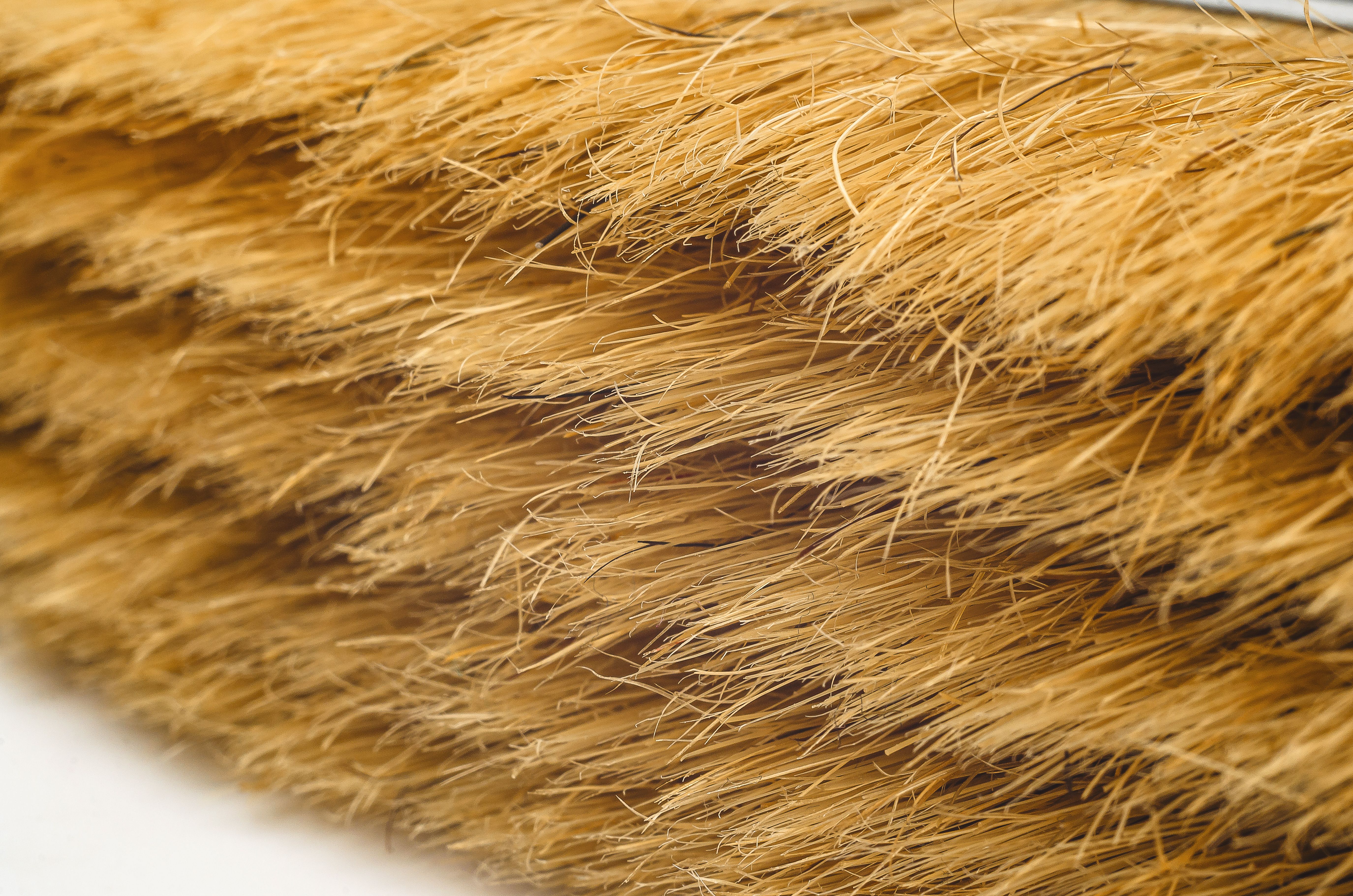 limewash application