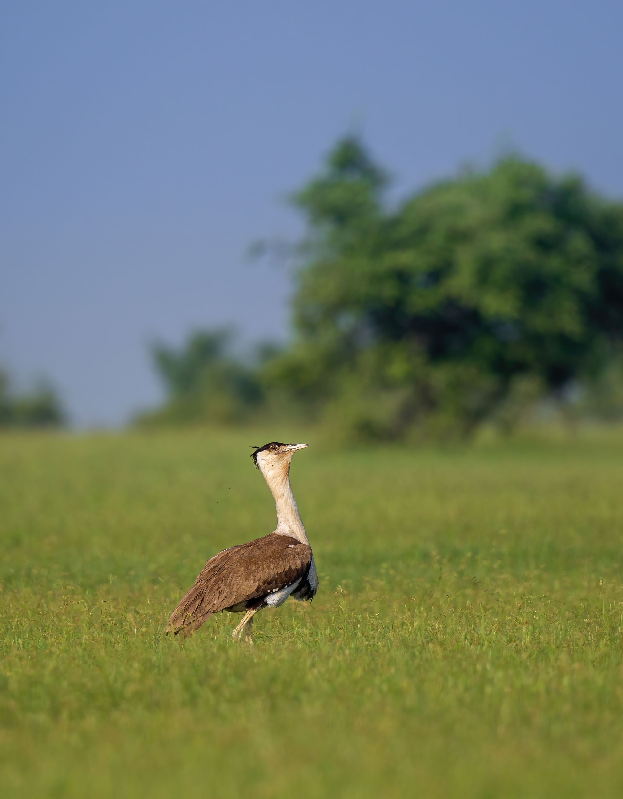great indian bustard